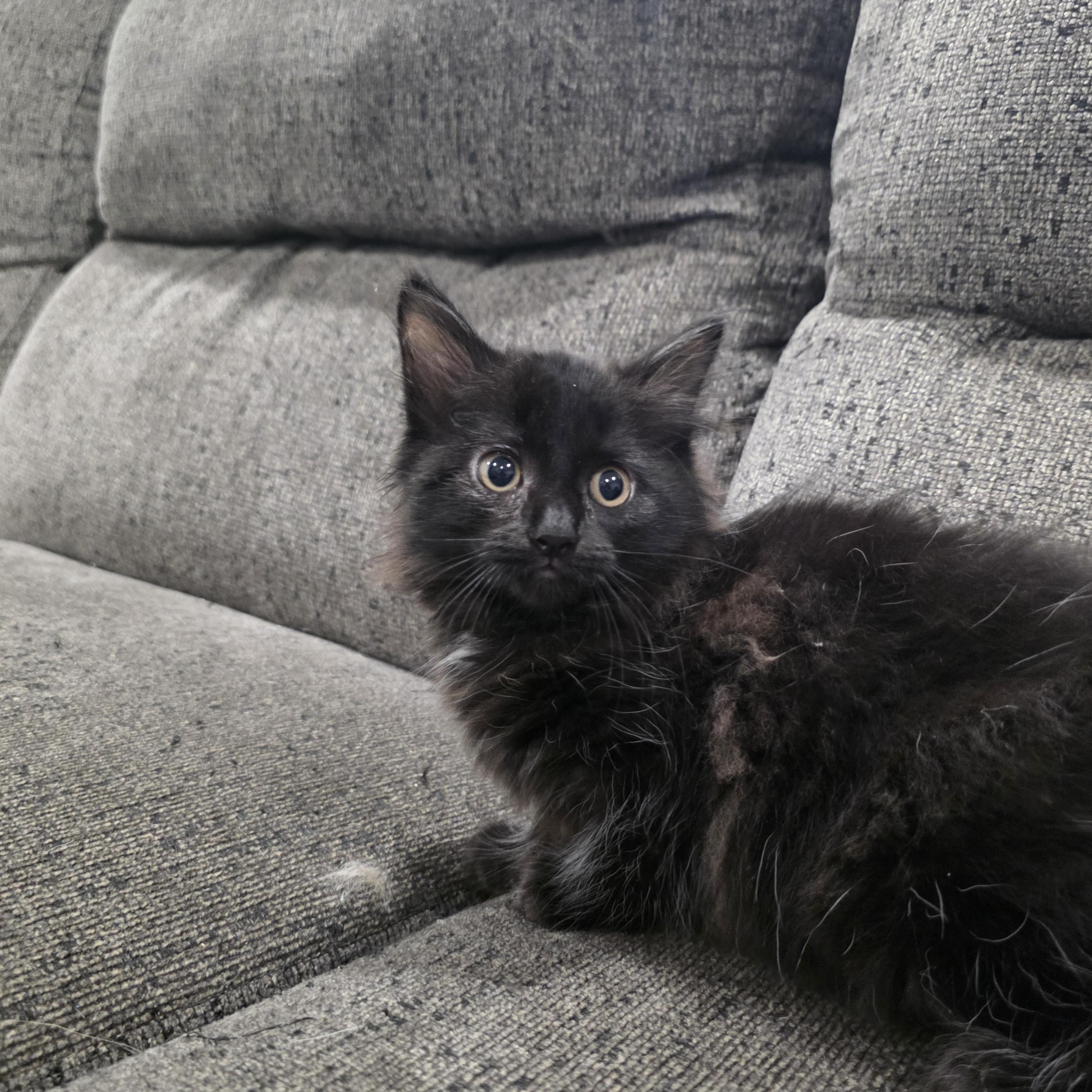 Everest, ADOPTABLE, Kitten Female Domestic Long Hair & Maine Coon.