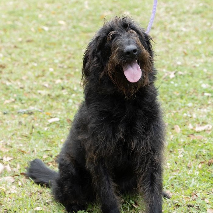 Mavis — thumbnail 2