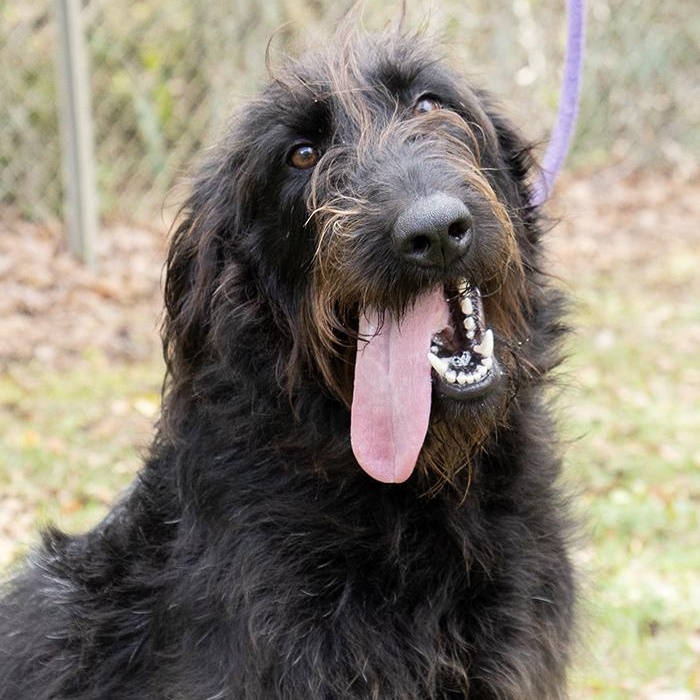 Mavis — thumbnail 3