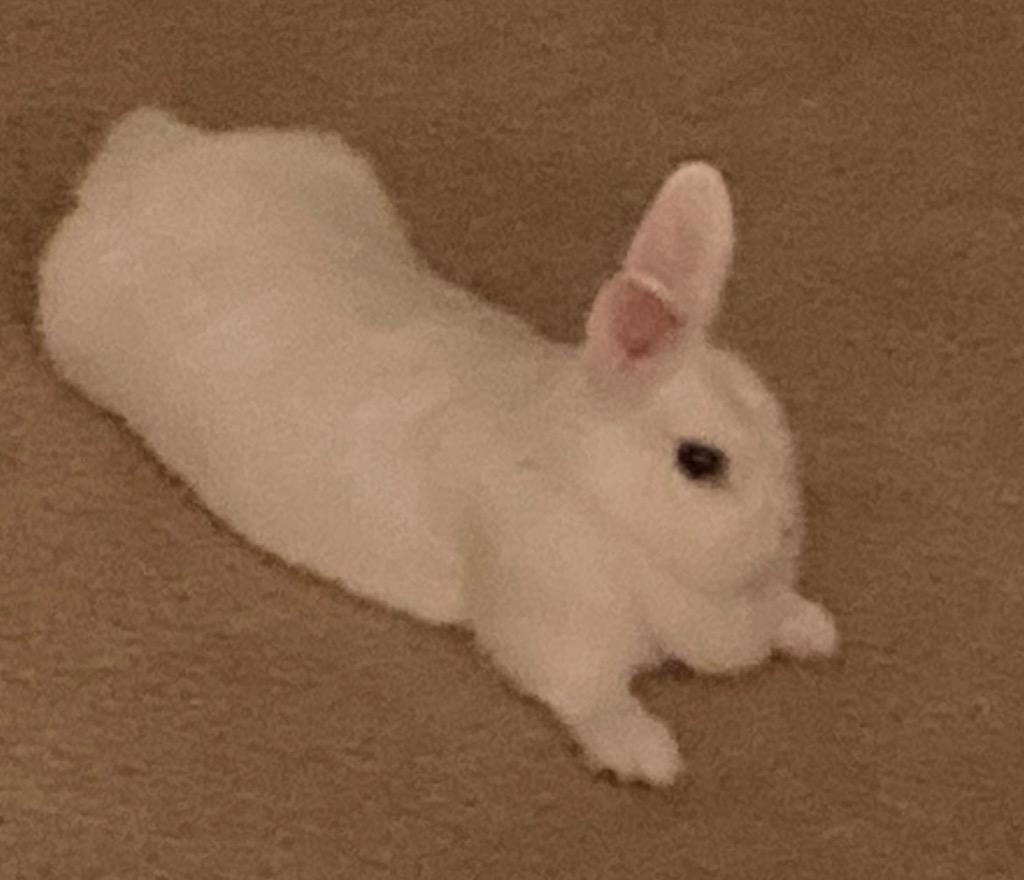 Snowie, a Adoptable Dwarf in Pomona, NY image 1/3