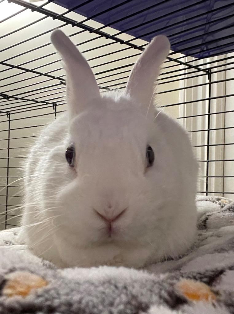 Enlarge Snowie, a Adoptable Dwarf in Pomona, NY image 1/3