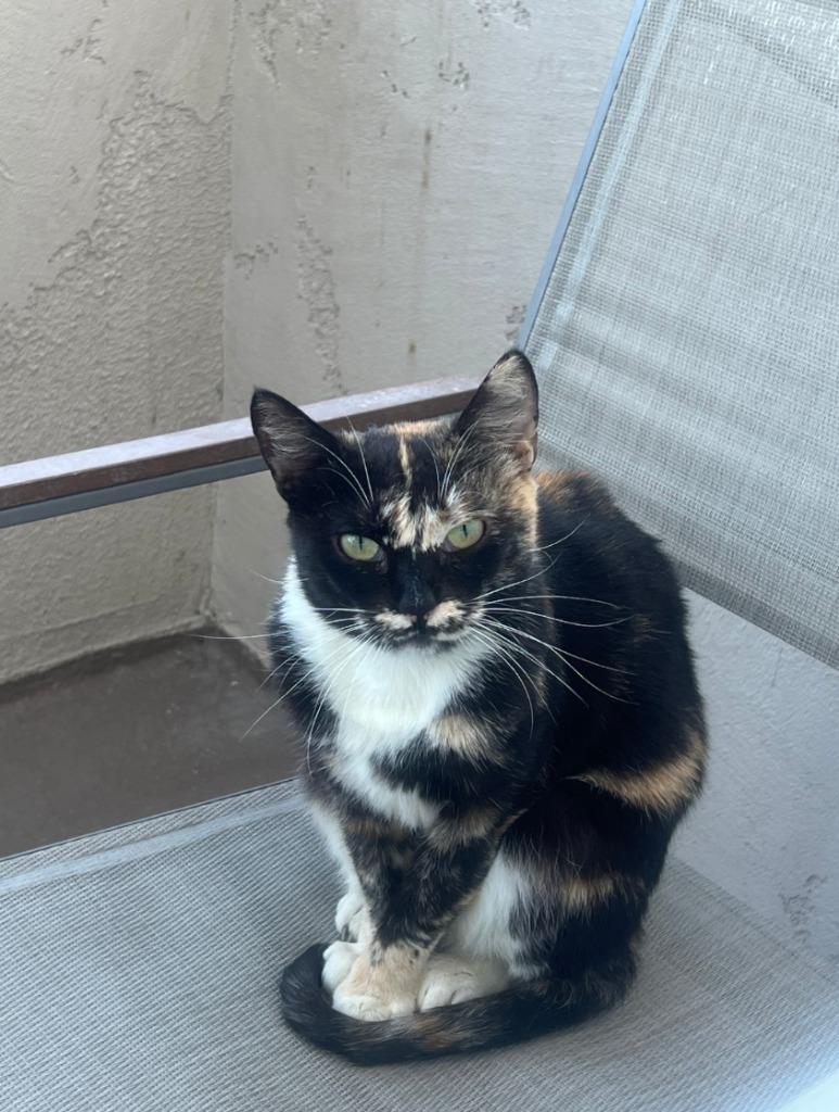 Simone/Simsie, Adoptable, Young Female Domestic Short Hair.