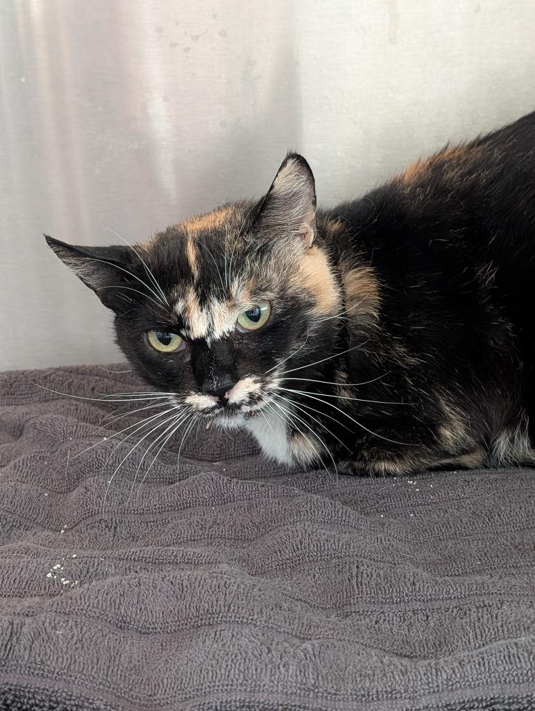 Enlarge Simone/Simsie, a Adoptable mixed breed in San Pedro, CA image 2/2