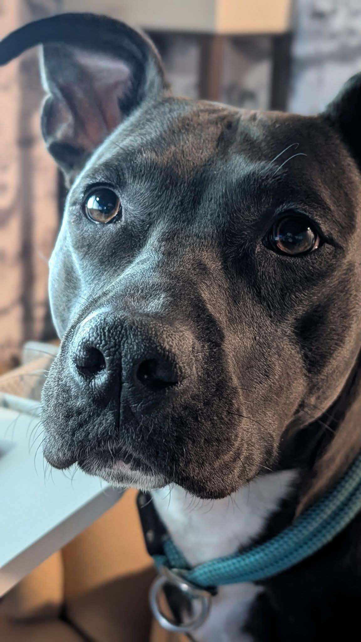 Thea, Adoptable, Adult Female Pit Bull Terrier.