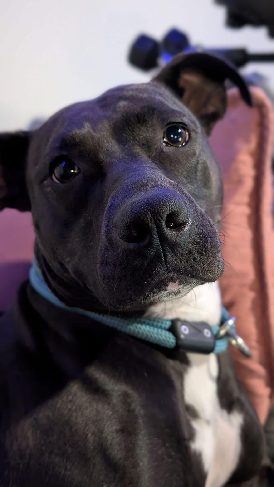 Thea, a Adoptable Pit Bull Terrier in Germantown, OH image 2/3