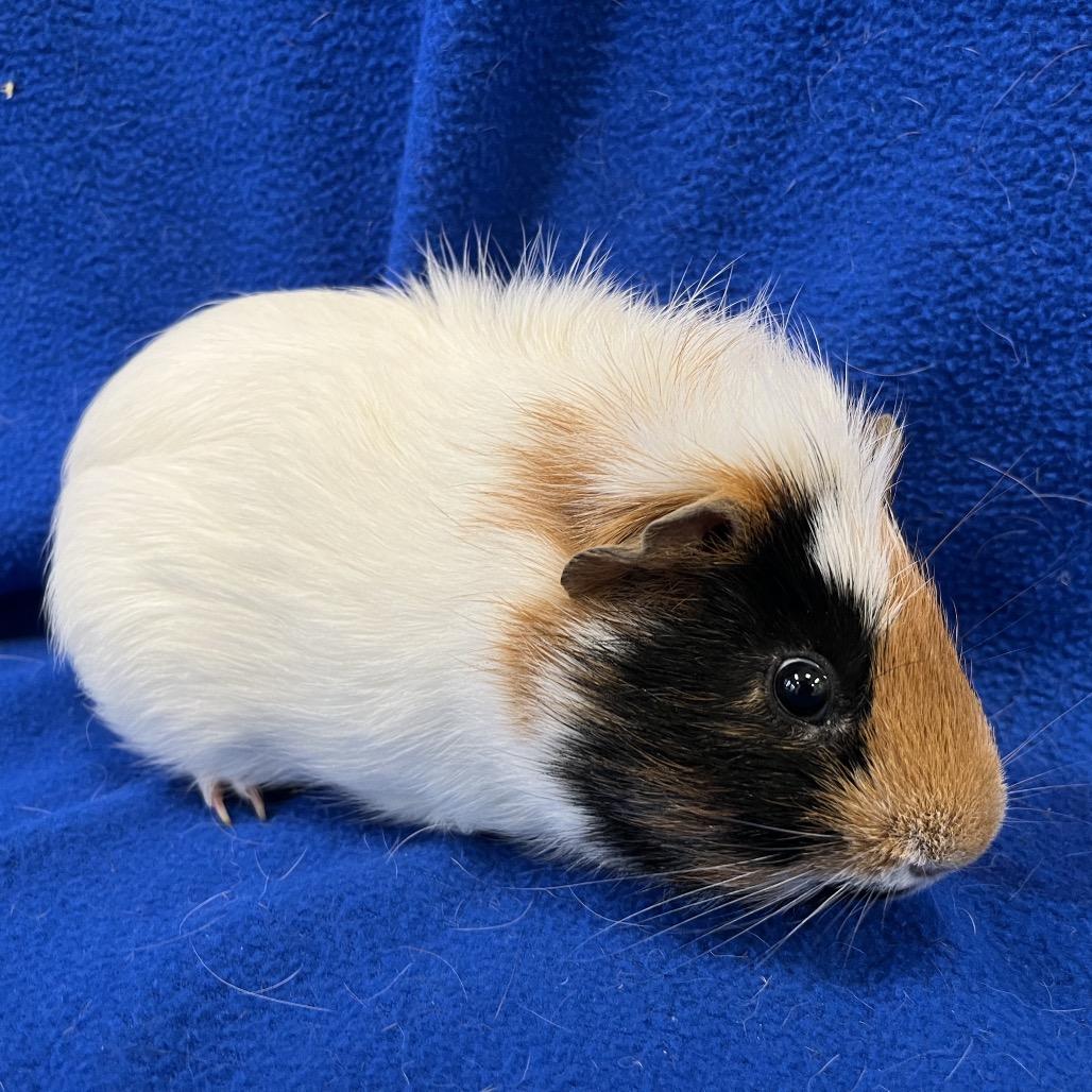Enlarge Garlic (bonded with Sprout), a Adoptable Guinea Pig in Decatur, GA image 1/2