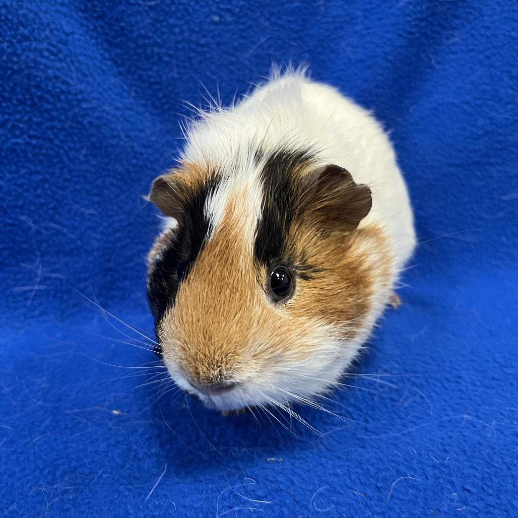 Enlarge Garlic (bonded with Sprout), a Adoptable Guinea Pig in Decatur, GA image 2/2