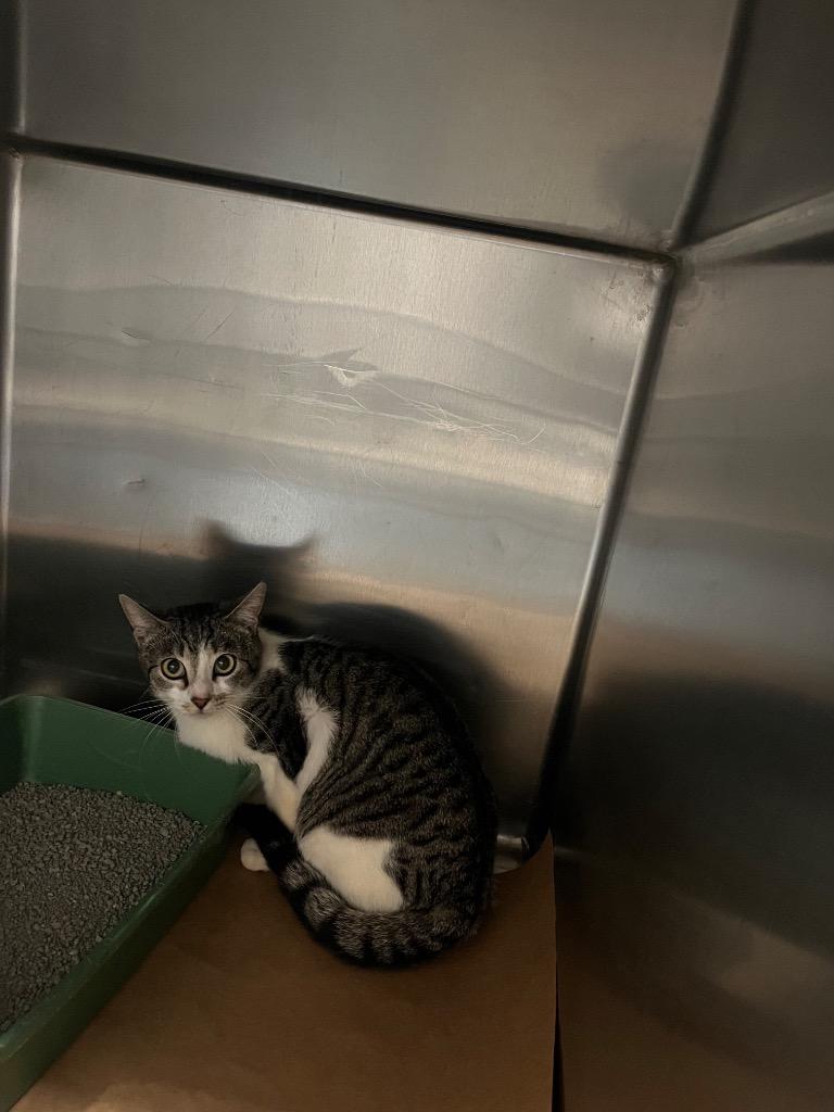 Enlarge Silver, a Adoptable mixed breed in Cartersville , GA image 1/1