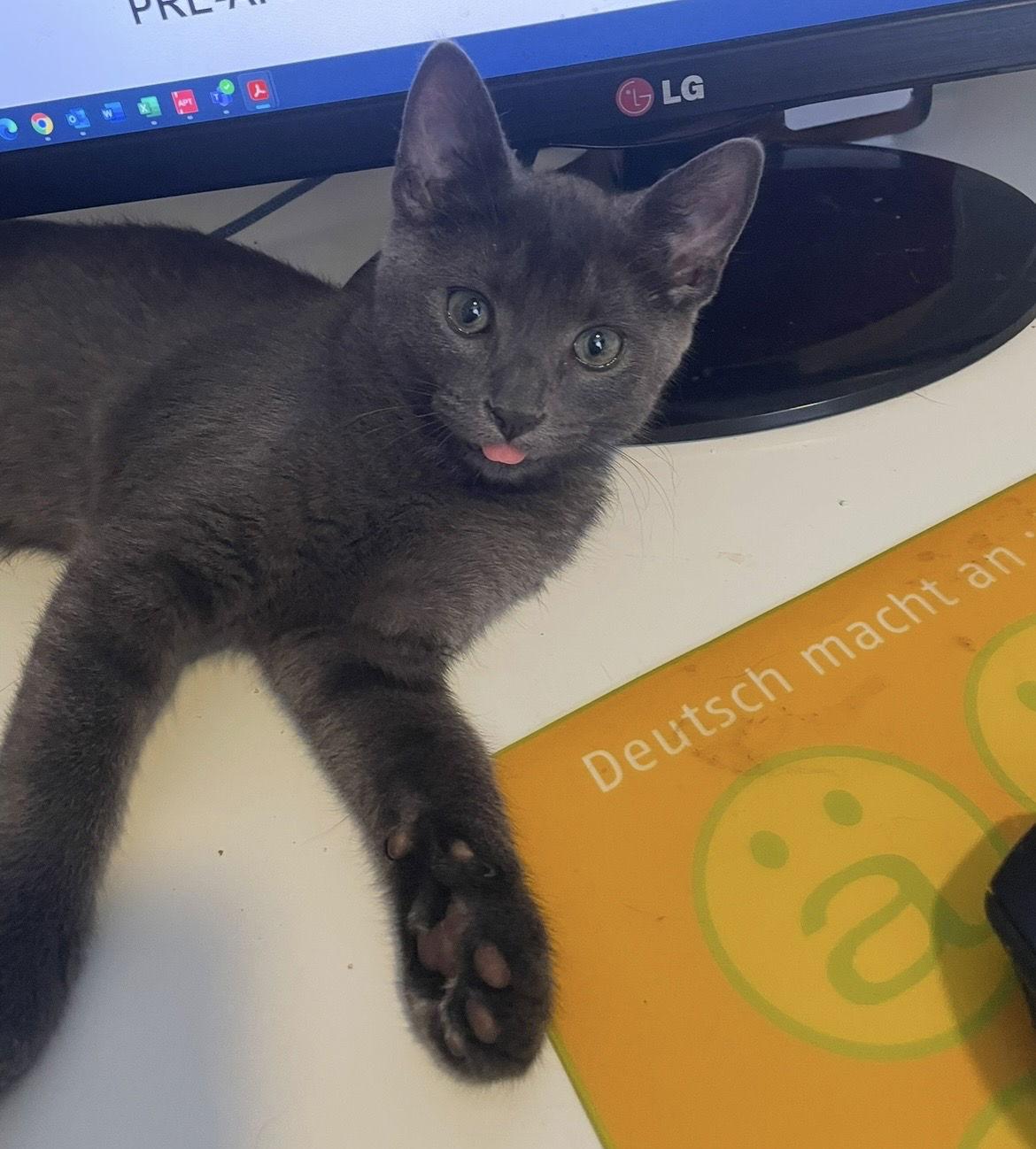 Enlarge Smokey, a Adopted Domestic Short Hair in Eureka, MO image 2/3