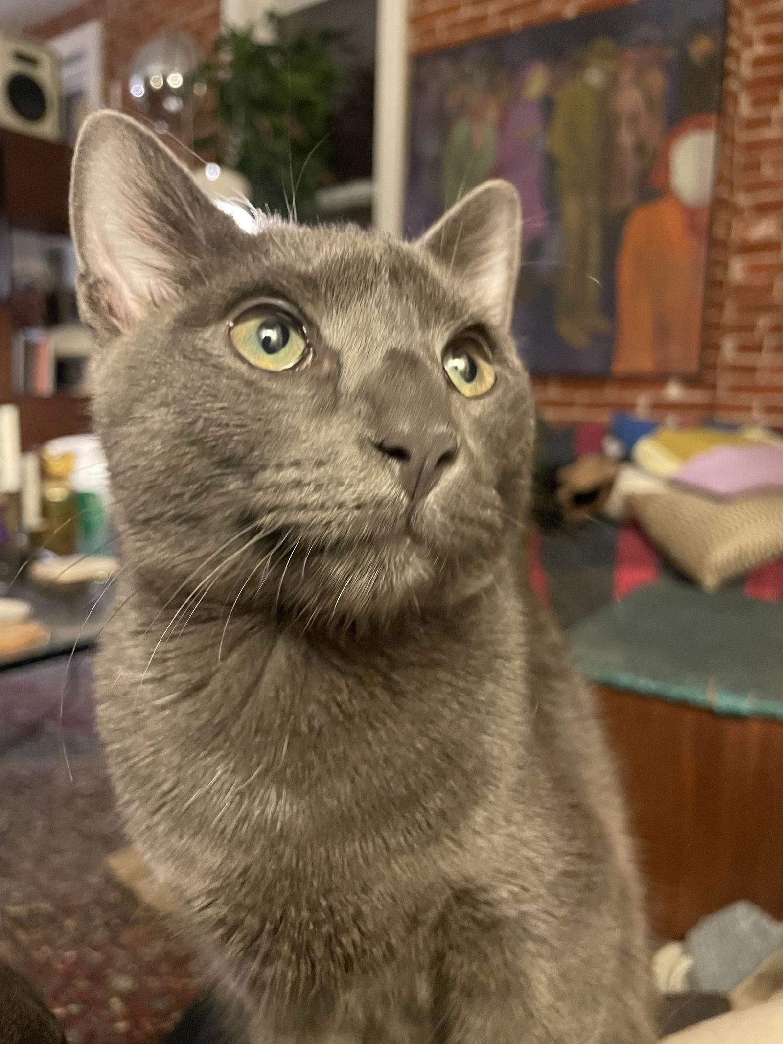 Enlarge Smokey, a Adopted Domestic Short Hair in Eureka, MO image 3/3