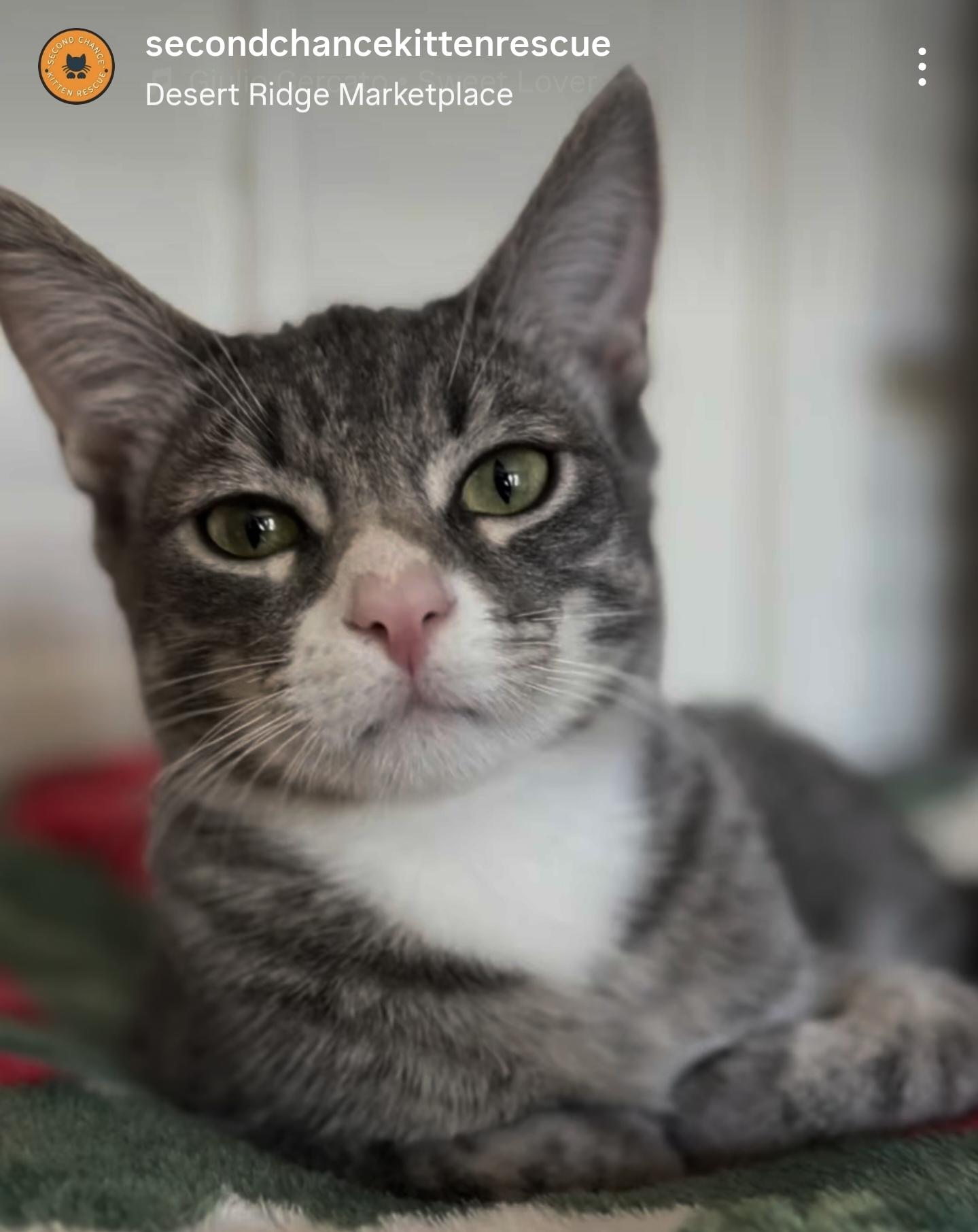 WOLFIE -  - 20% Off Adoption Fees for kittens 6 months and older - 25+ to choose from, Adoptable, Young Male Domestic Short Hair.