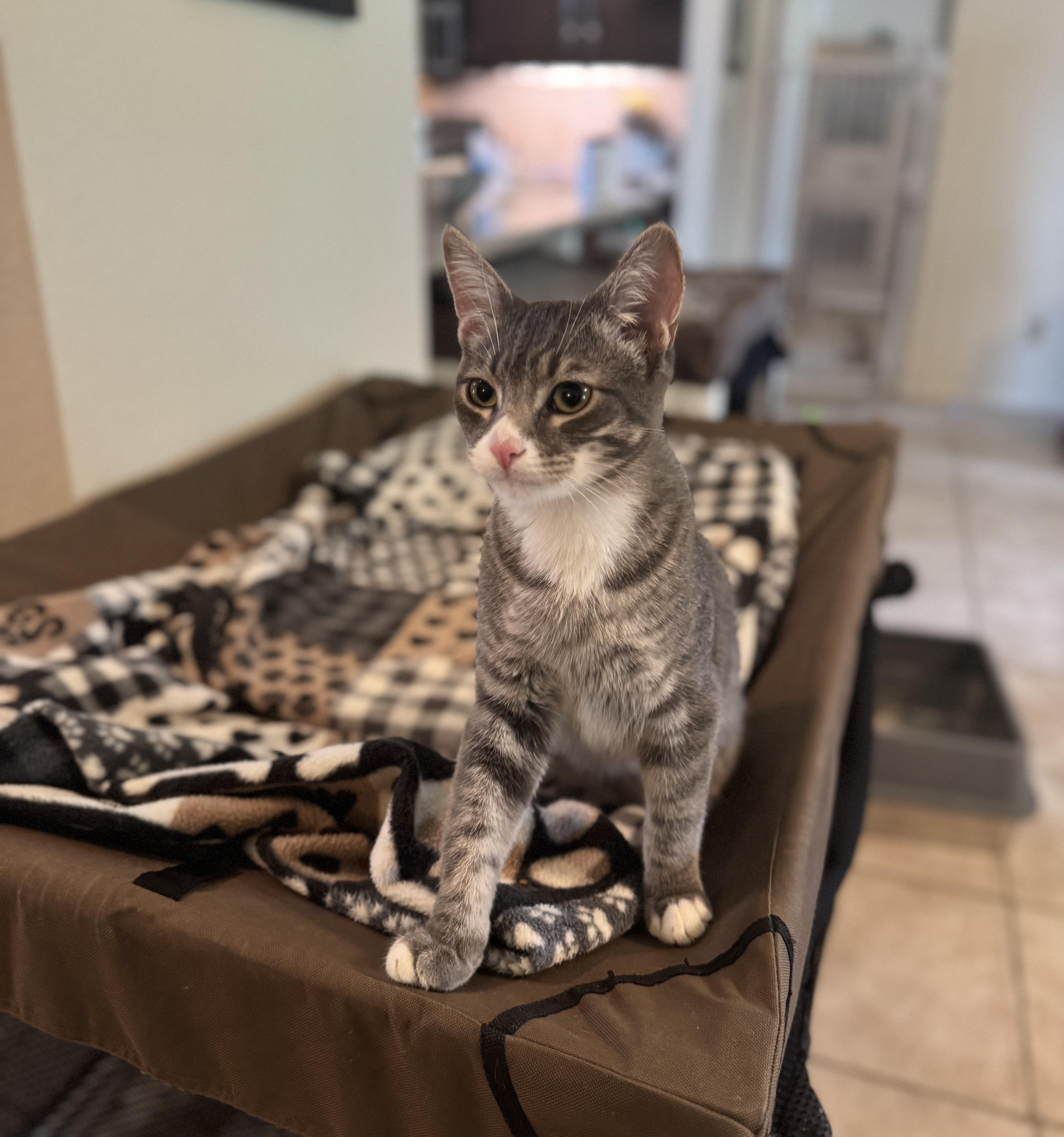 WOLFIE - 30% off Adoption Fees through 10/31/25, a Adoptable Domestic Short Hair in PHOENIX, AZ image 6/6