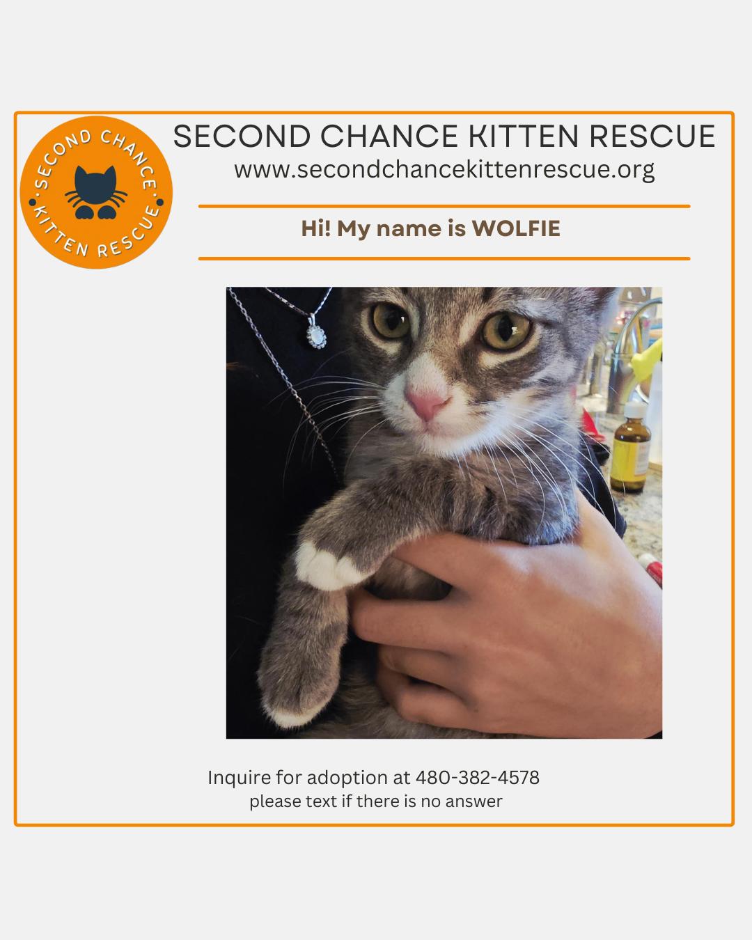 WOLFIE - 30% off Adoption Fees through 10/31/25, a Adoptable Domestic Short Hair in PHOENIX, AZ image 5/6