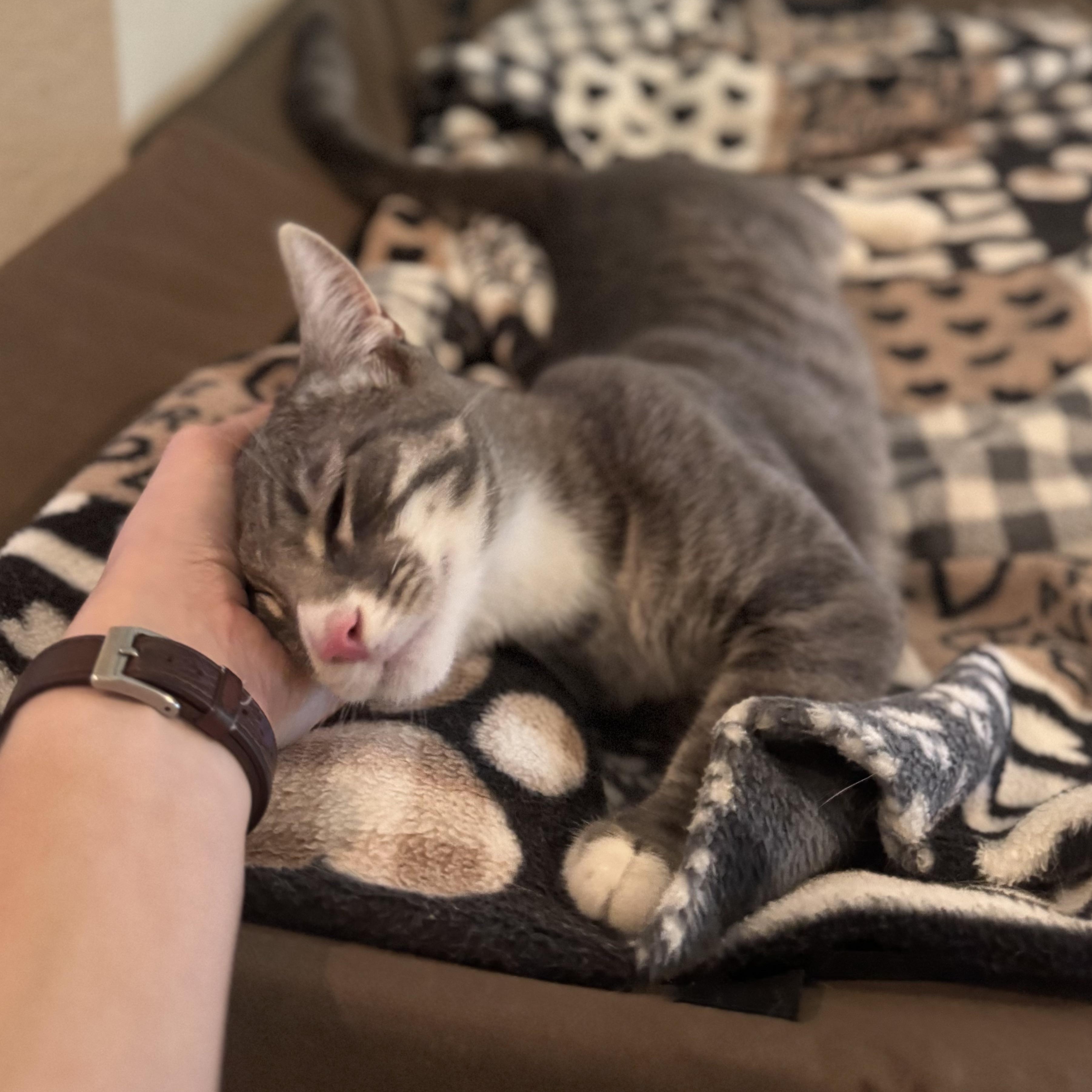 WOLFIE - - 20% Off Adoption Fees for kittens 6 months and older - 25+ to choose from, an adopted Domestic Short Hair in PHOENIX, AZ image 6/6