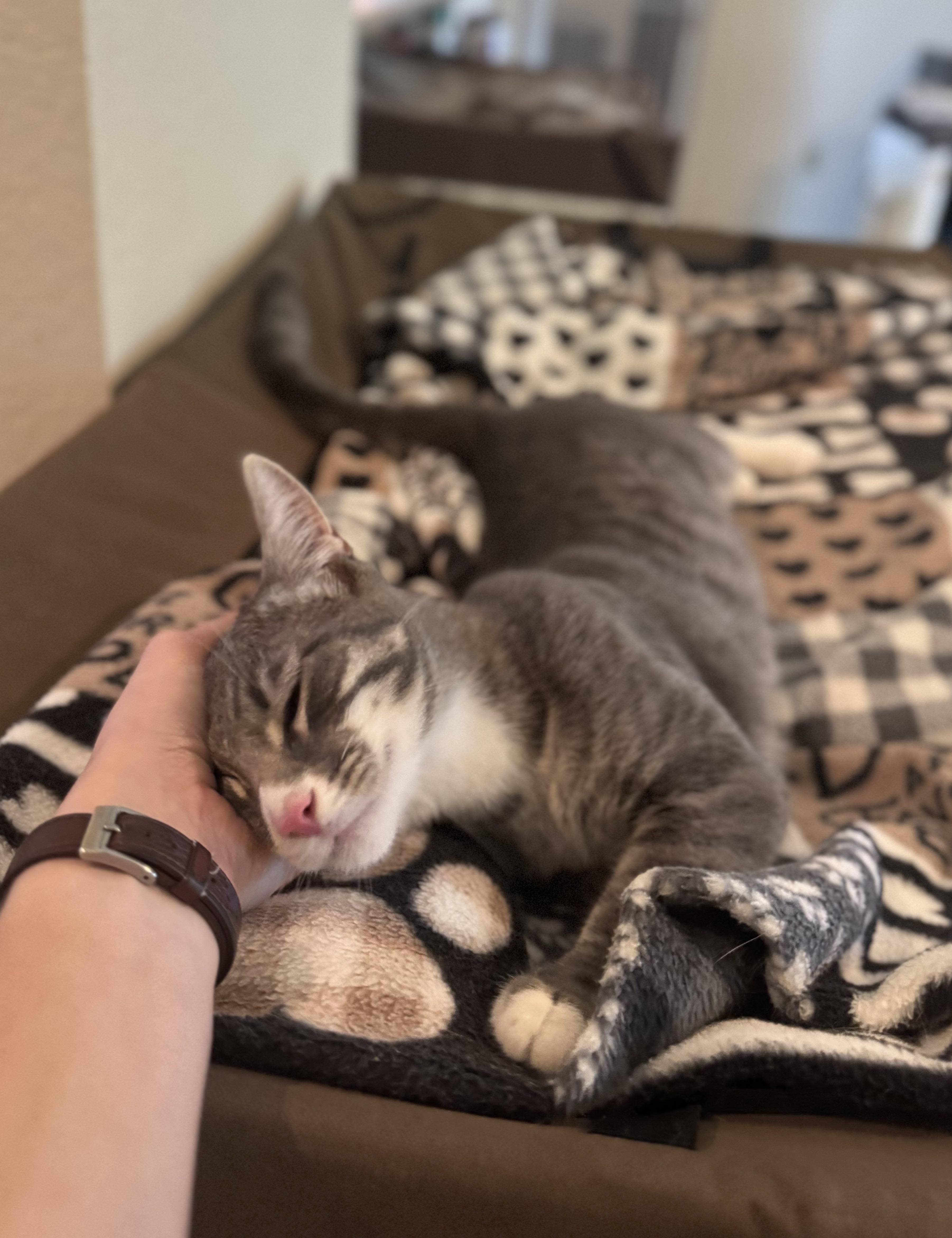 WOLFIE - 30% off Adoption Fees through 10/31/25, a Adoptable Domestic Short Hair in PHOENIX, AZ image 4/6