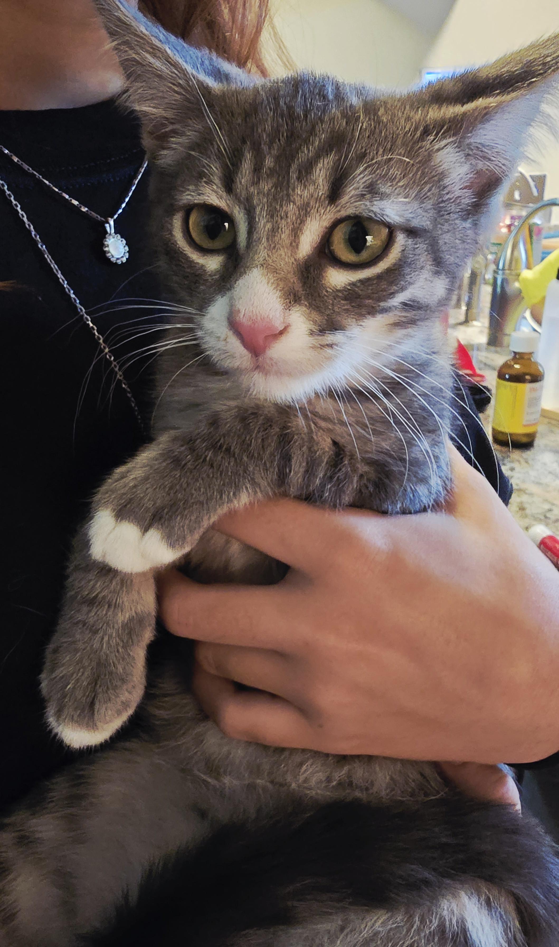 WOLFIE - 30% off Adoption Fees through 10/31/25, a Adoptable Domestic Short Hair in PHOENIX, AZ image 1/6