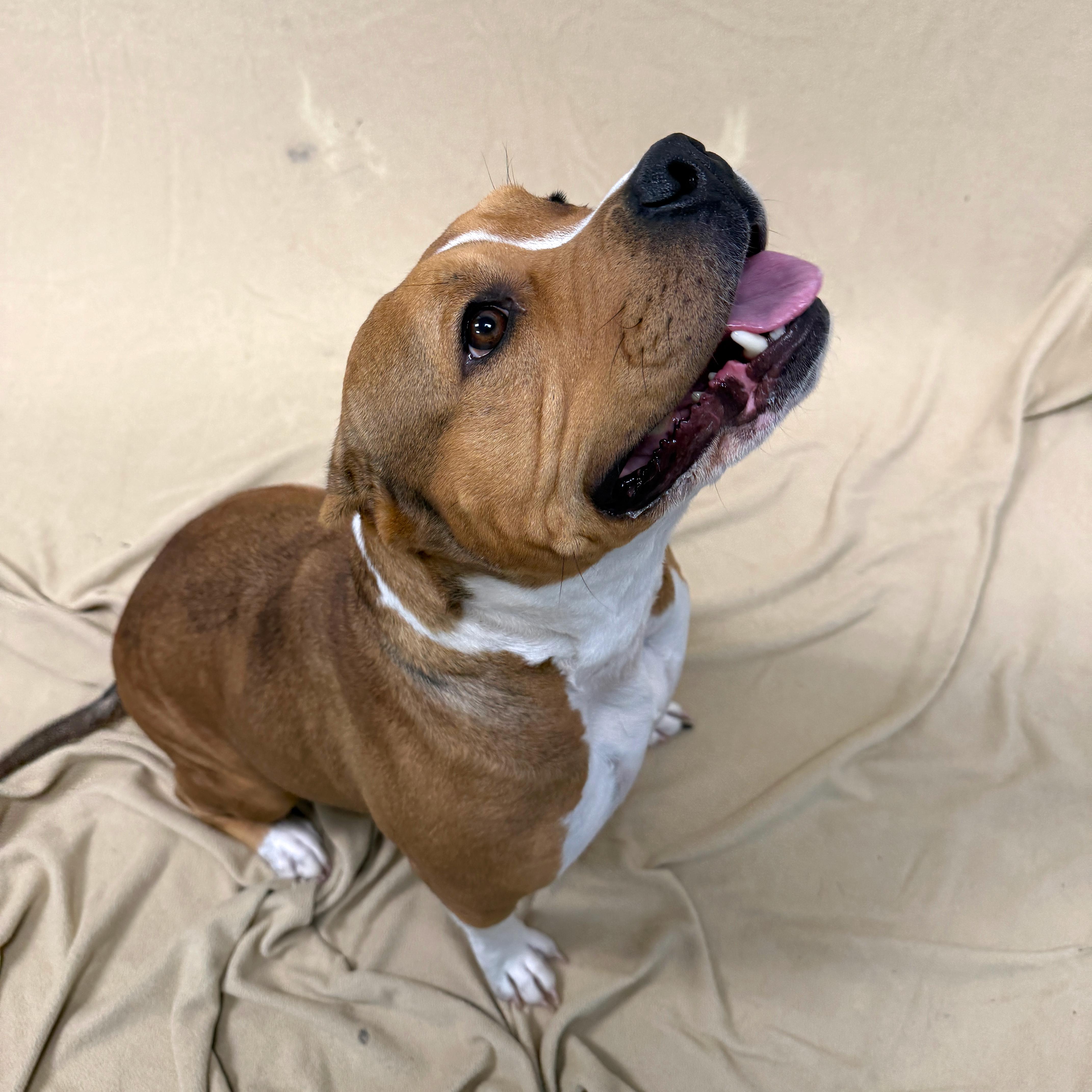 Enlarge Pecan, a ADOPTABLE Pit Bull Terrier in Urbana, IL image 1/2