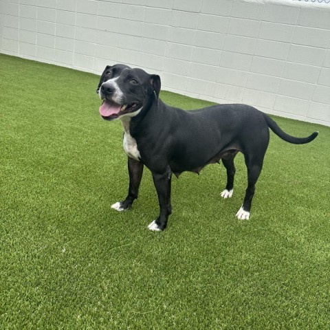 Squirt, an adoptable Labrador Retriever, American Bulldog in LOXAHATCHEE, FL, 33470 | Photo Image 1