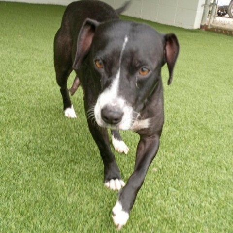 Squirt, an adoptable Labrador Retriever, American Bulldog in LOXAHATCHEE, FL, 33470 | Photo Image 3