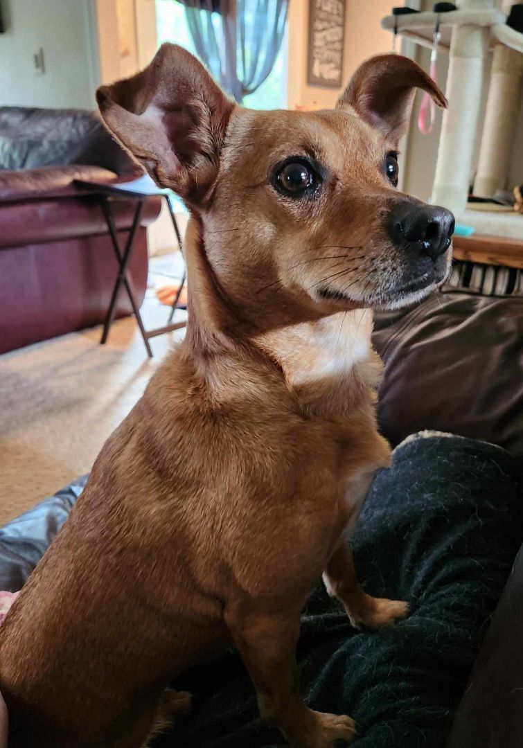 Enlarge Trisskit Trissy, a Adopted mixed breed in Fort Wayne, IN image 1/6