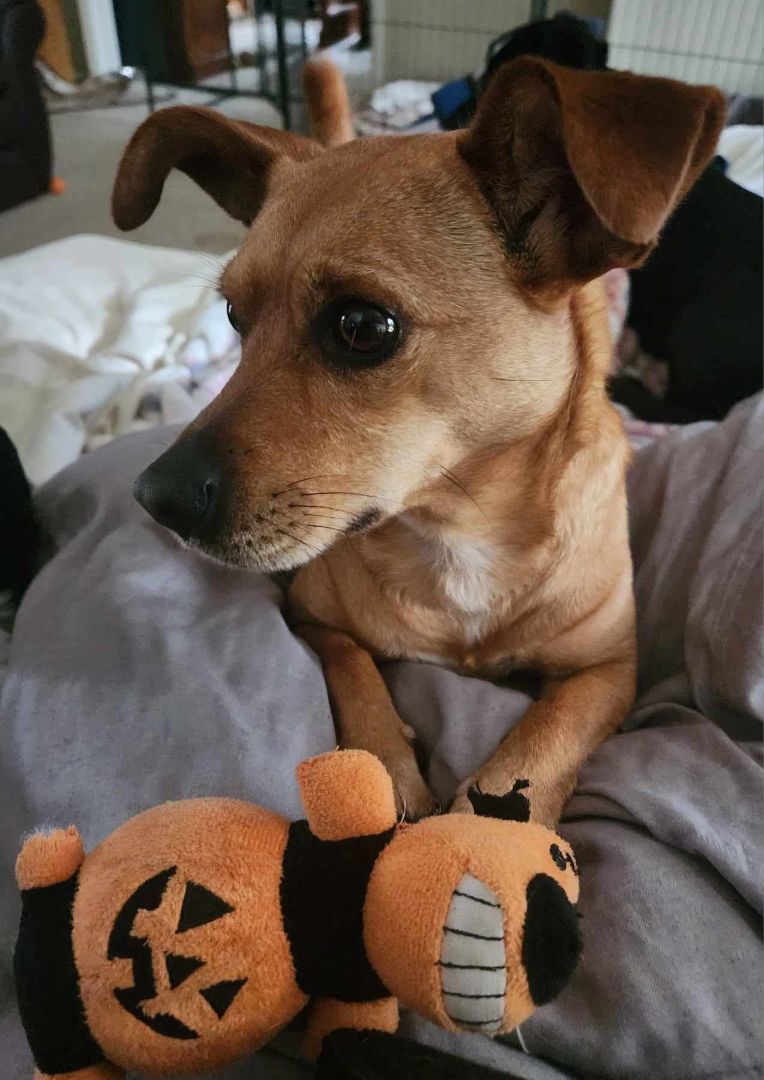 Trisskit Trissy, Adopted, Adult Female Chihuahua & Dachshund.