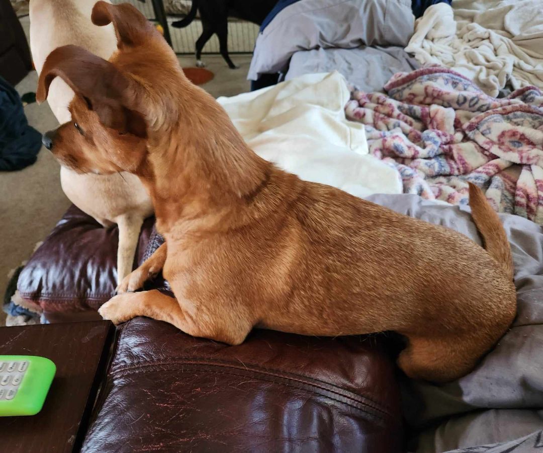 Enlarge Trisskit Trissy, a Adopted mixed breed in Fort Wayne, IN image 3/6