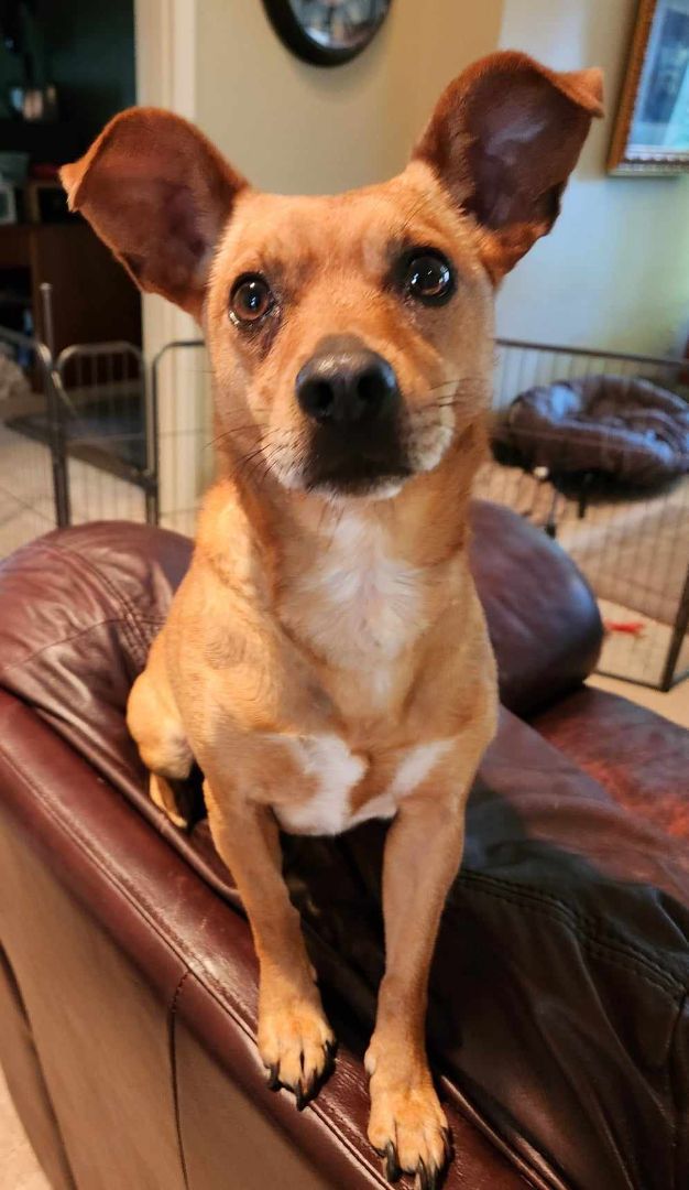 Enlarge Trisskit Trissy, a Adopted mixed breed in Fort Wayne, IN image 4/6