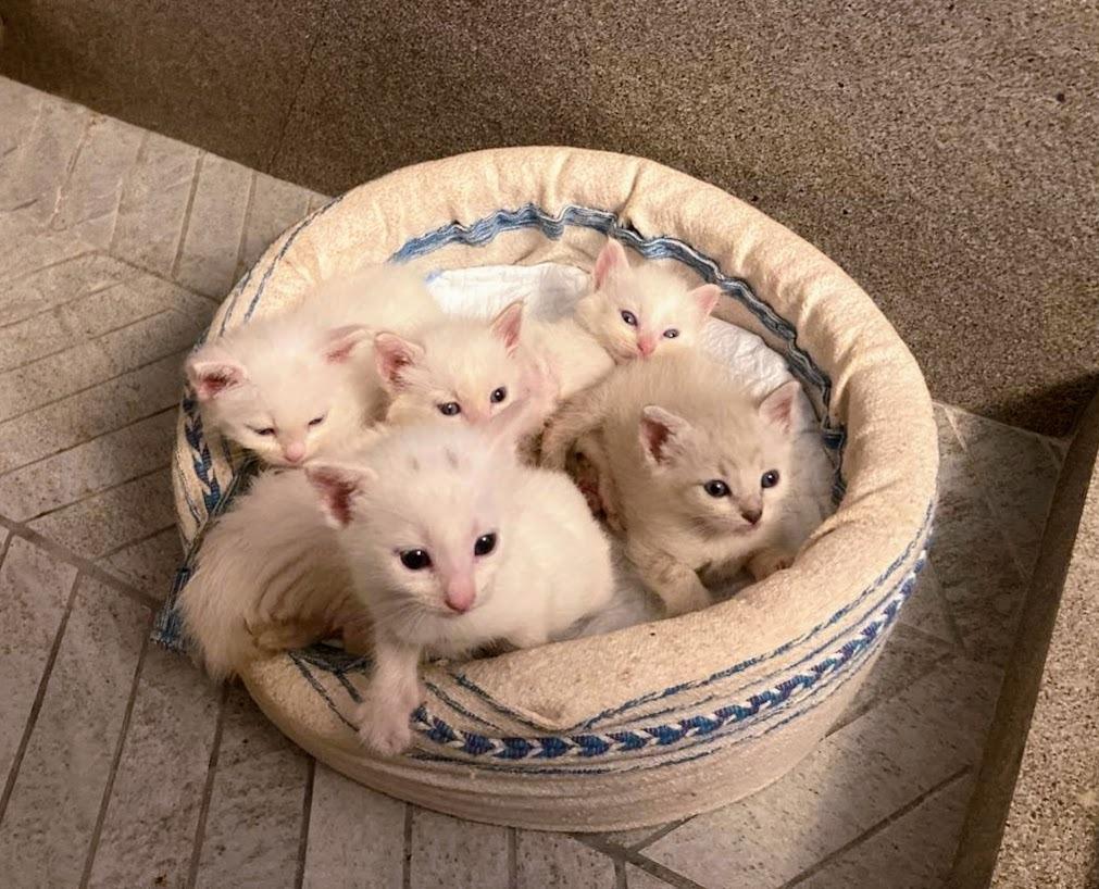 Chupa, Adopted, Young Female Siamese.