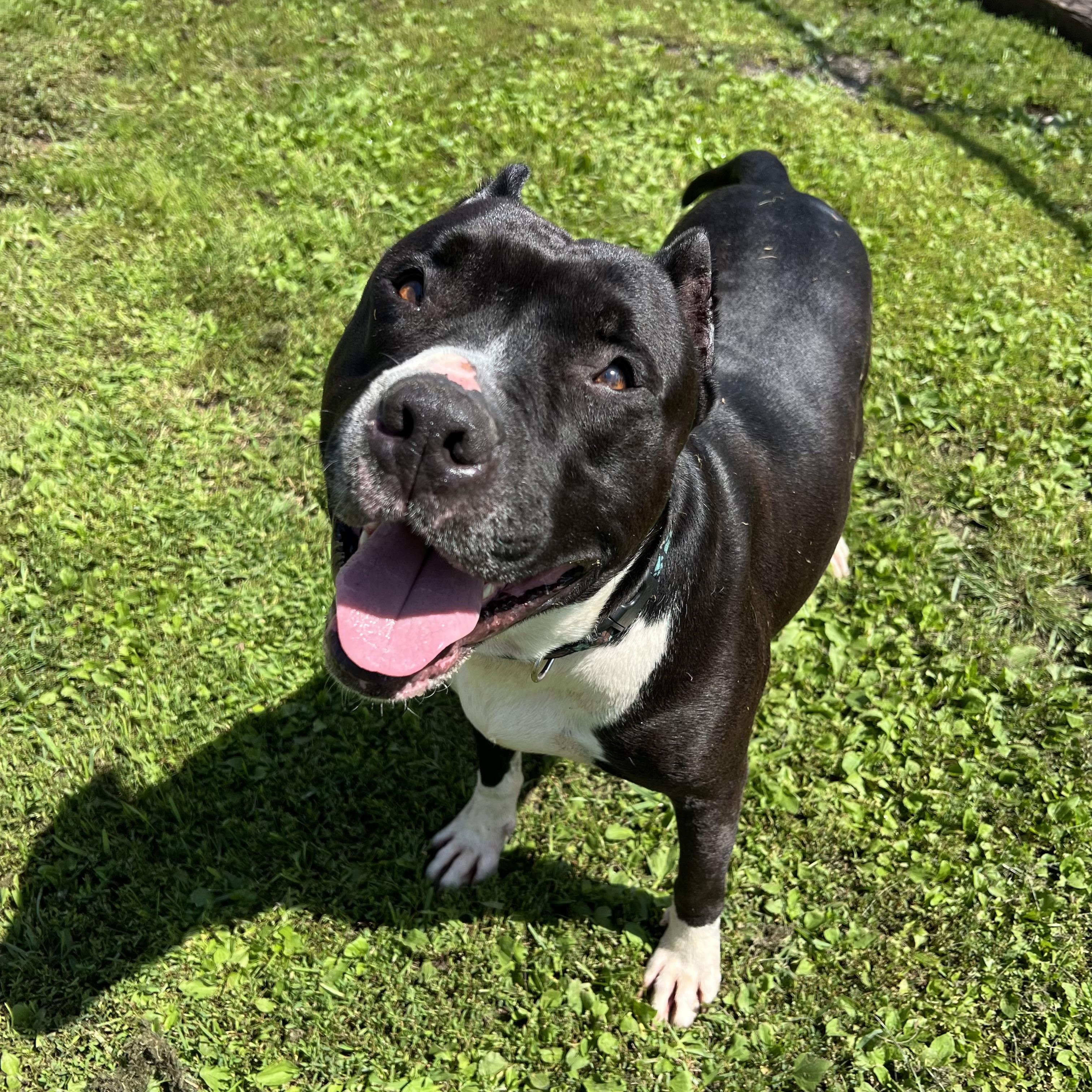 Blade, an adoptable Pit Bull Terrier in Fairmont, MN, 56031 | Photo Image 2