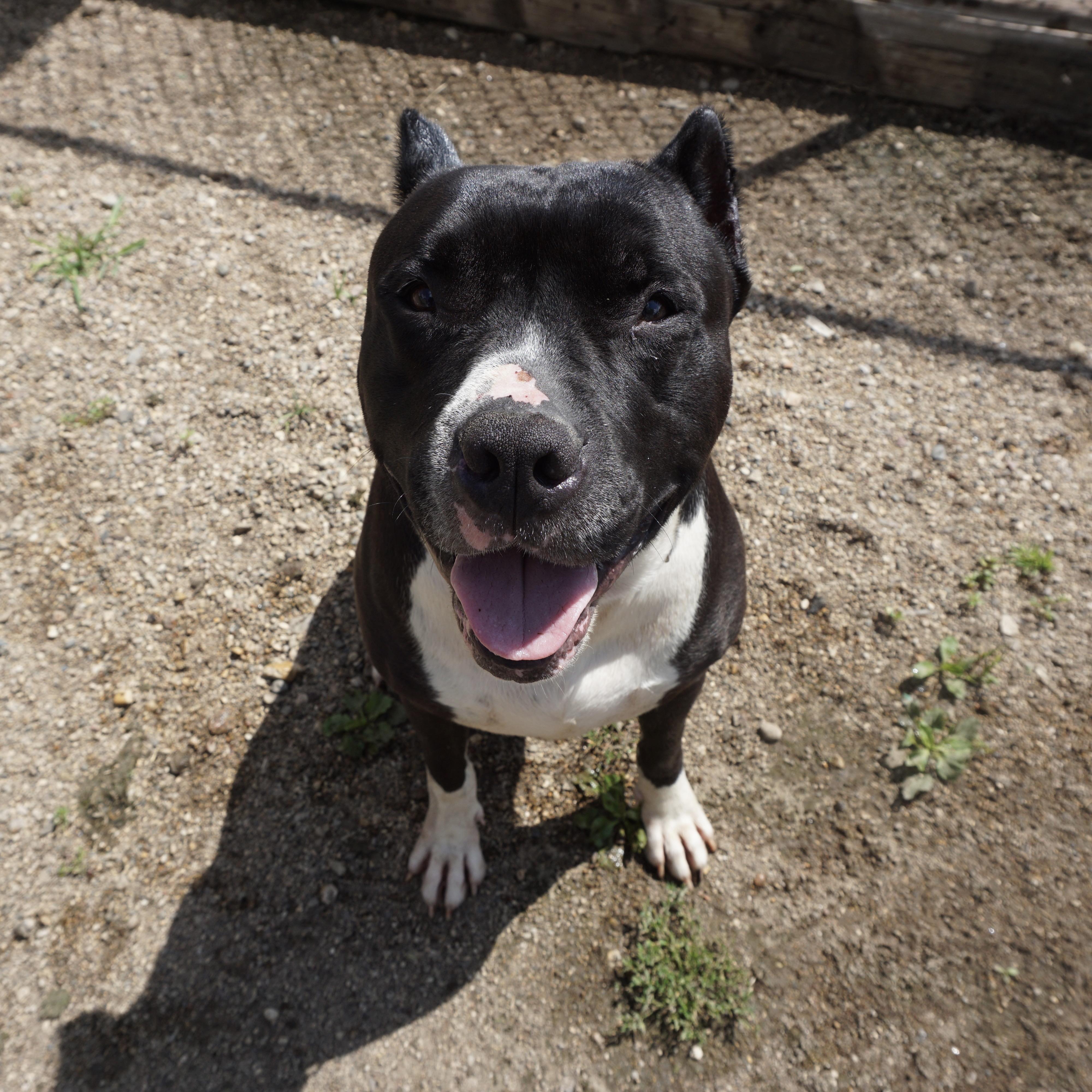 Blade, an adoptable Pit Bull Terrier in Fairmont, MN, 56031 | Photo Image 4