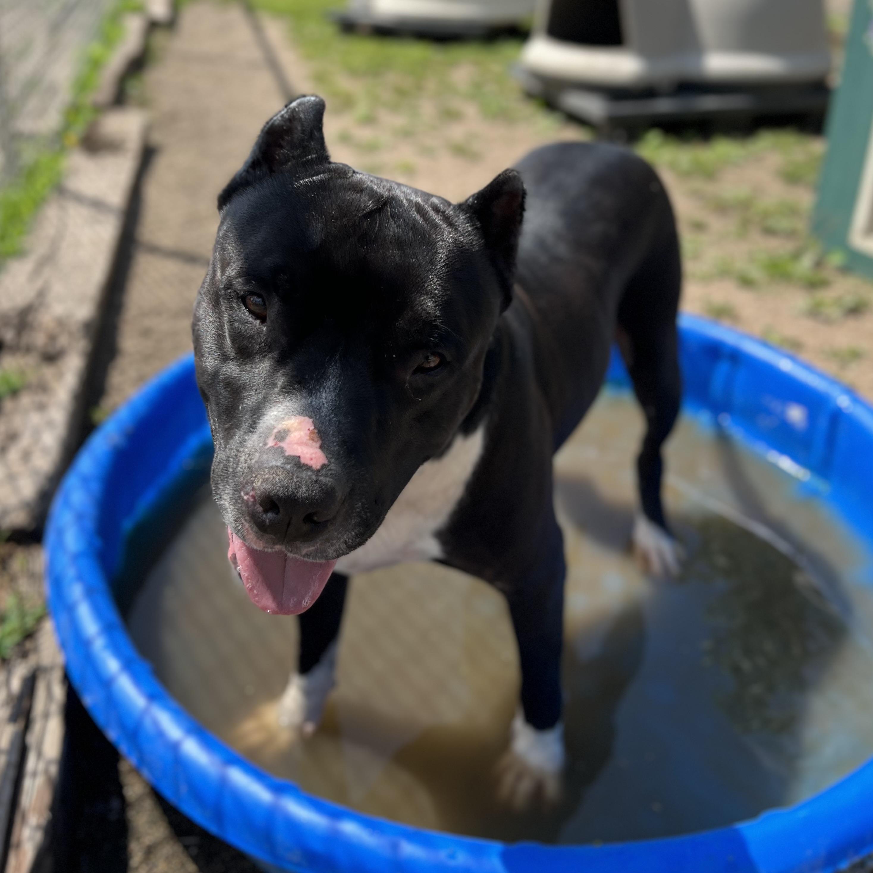 Blade, an adoptable Pit Bull Terrier in Fairmont, MN, 56031 | Photo Image 5
