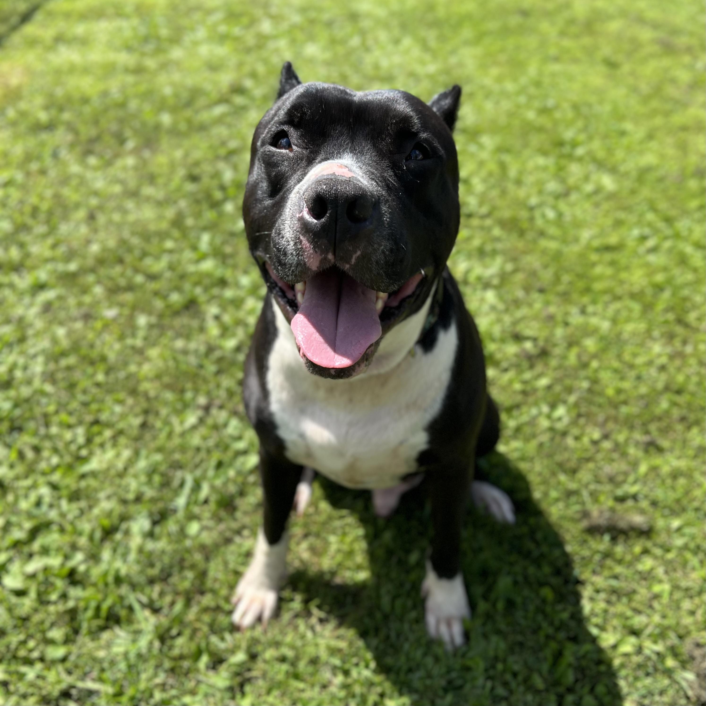 Blade, an adoptable Pit Bull Terrier in Fairmont, MN, 56031 | Photo Image 1