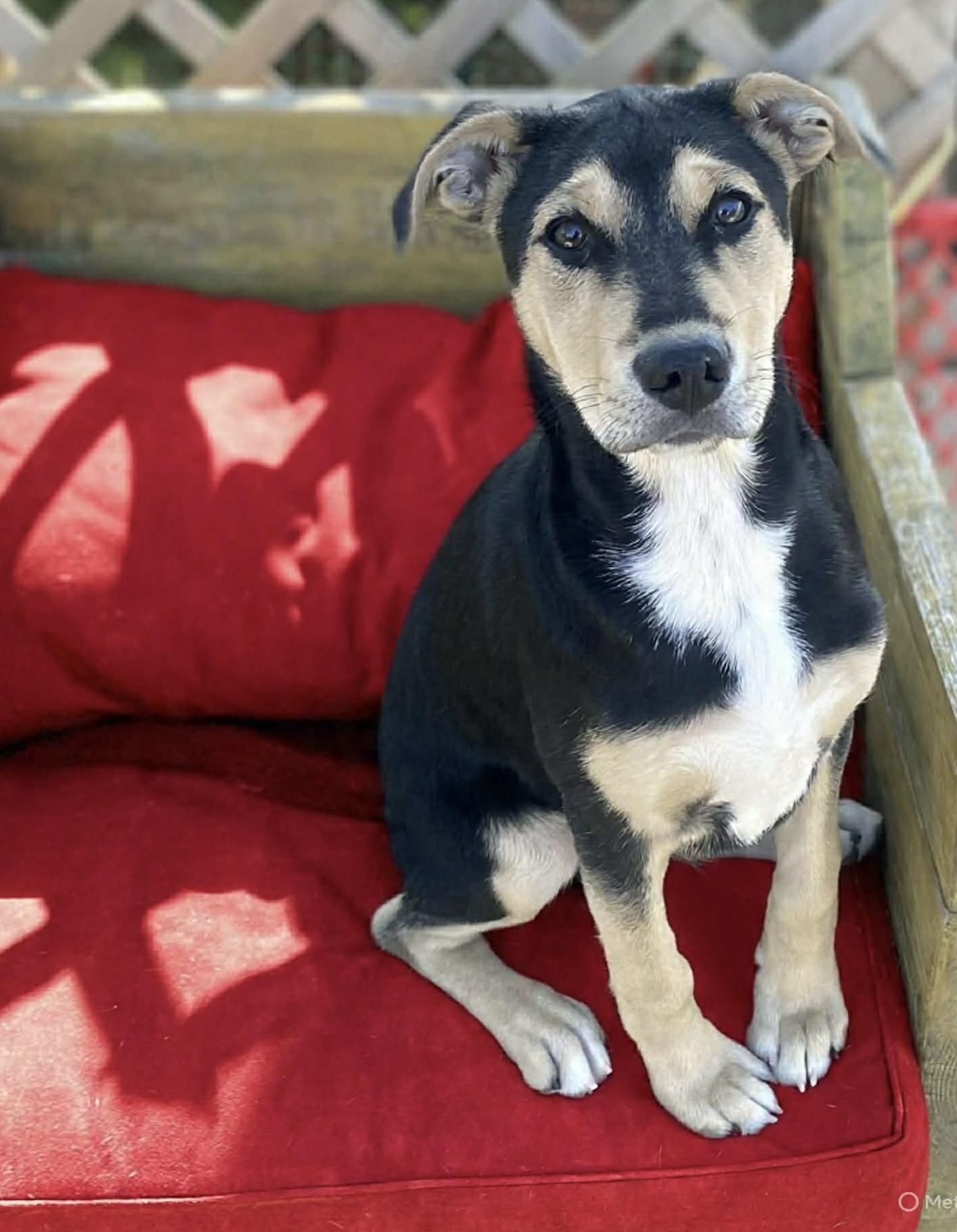 Enlarge Jo Jo, a ADOPTABLE mixed breed in Hatfield, PA image 4/5