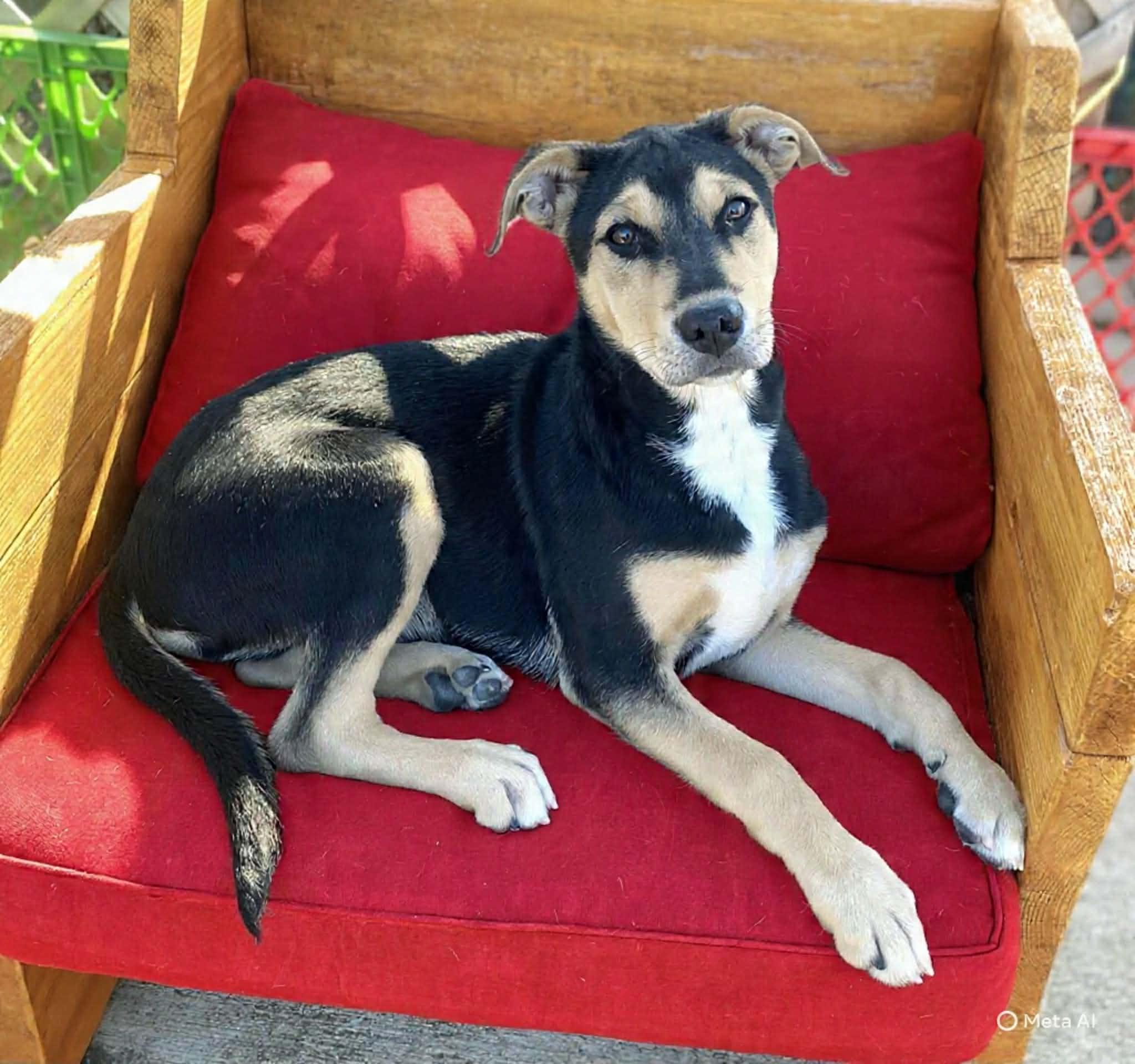 Jo Jo, ADOPTABLE, Puppy Male Labrador Retriever & Mixed Breed.