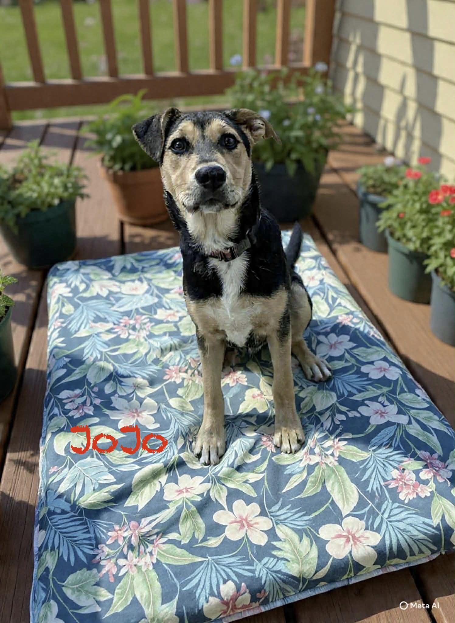 Jo Jo, ADOPTABLE, Puppy Male Labrador Retriever & Mixed Breed.