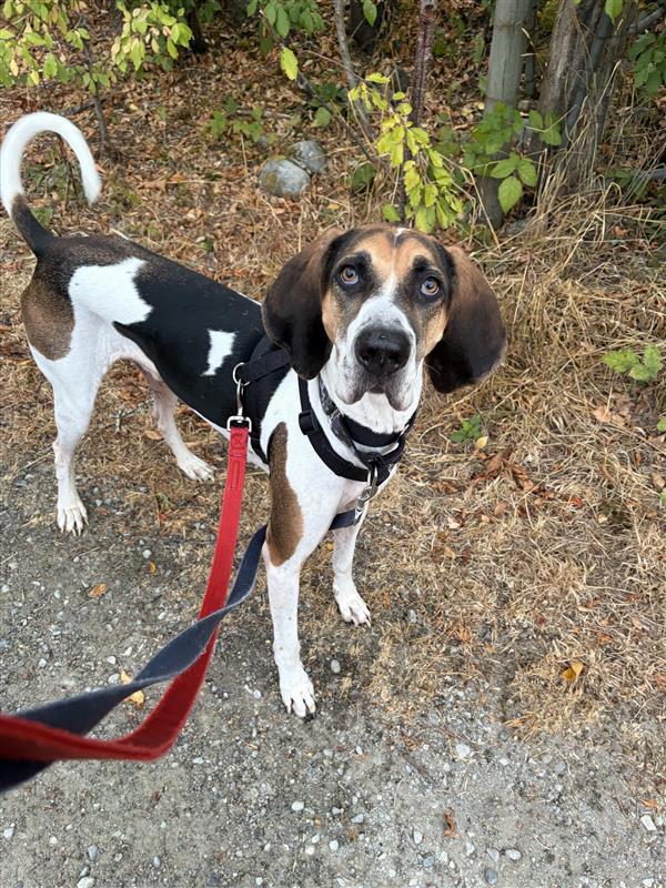 Enlarge Chester, a Adoptable Treeing Walker Coonhound in Richmond, BC image 1/1