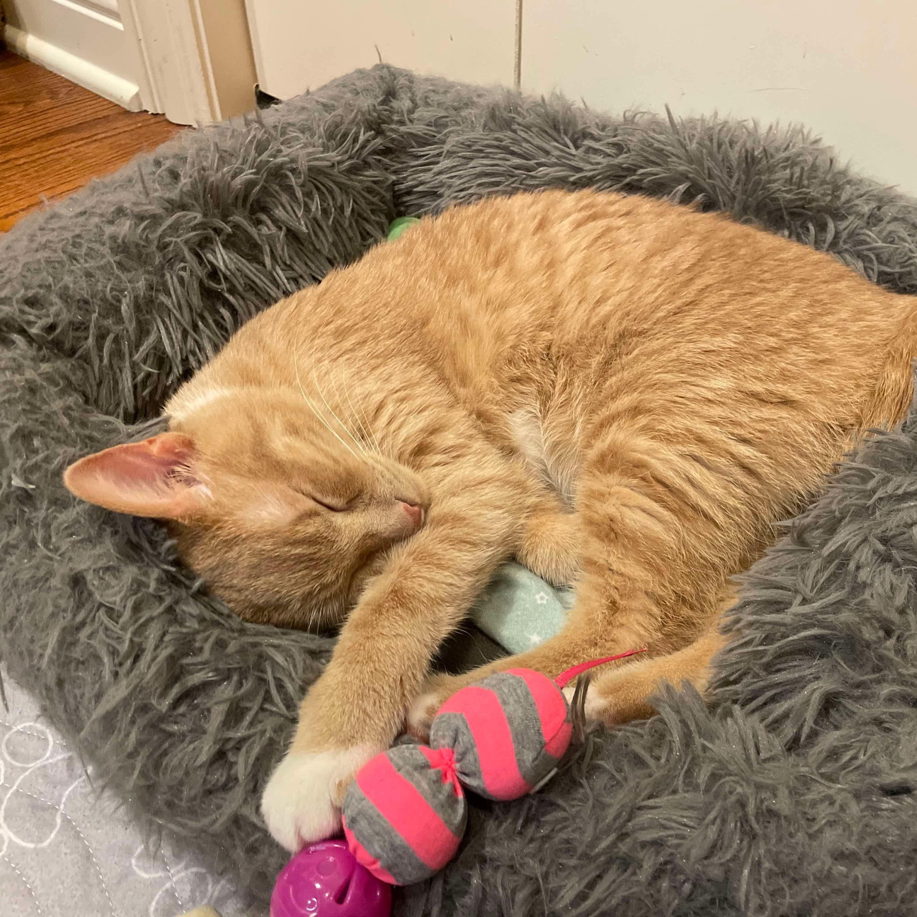 Nuggie photo 4