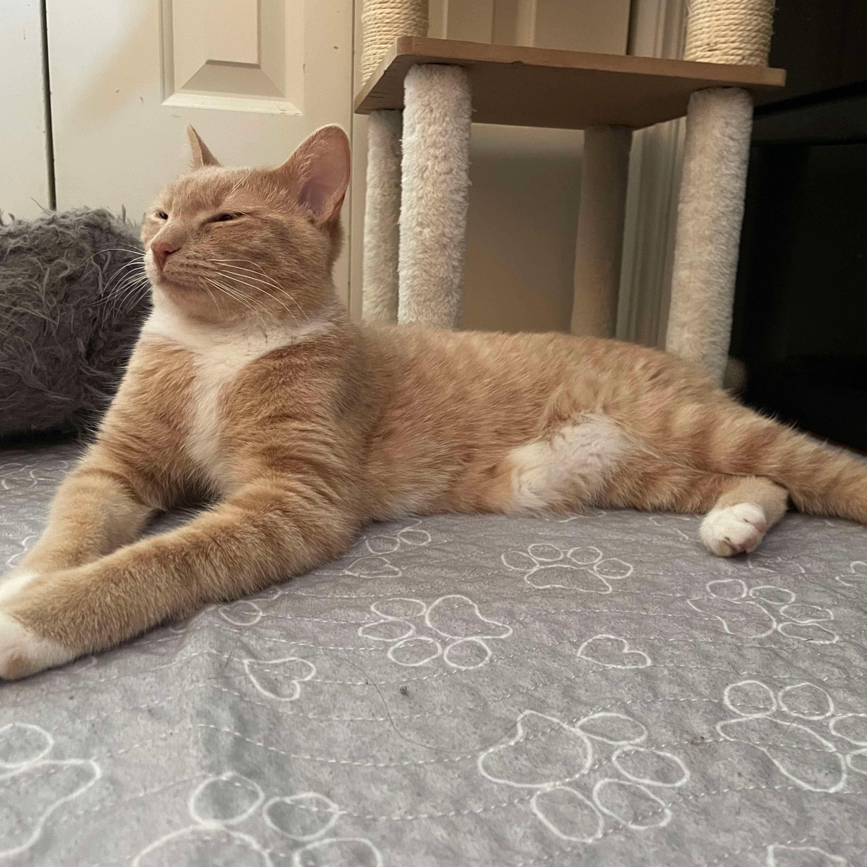 Nuggie, Young Male Domestic Short Hair