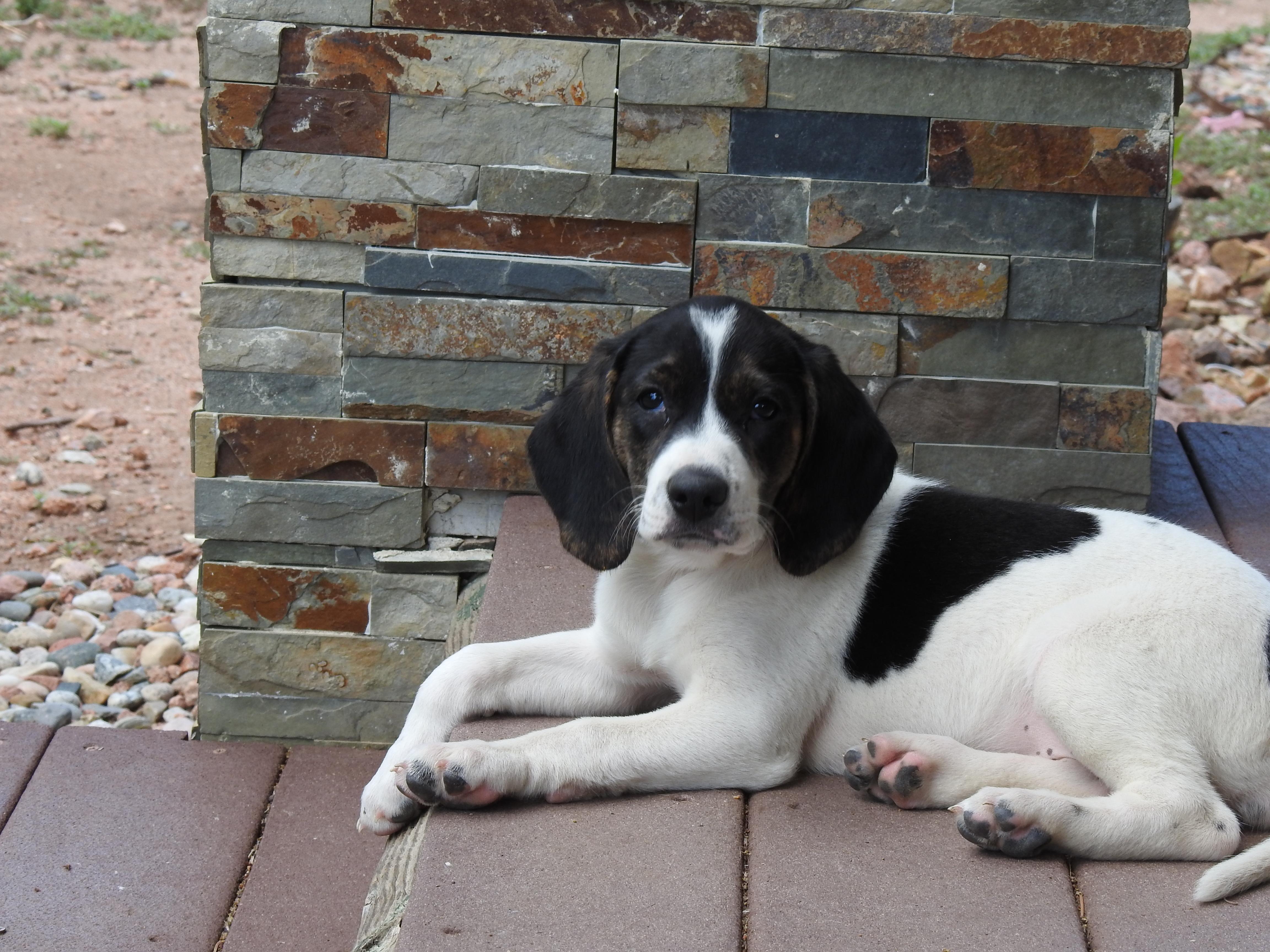 Farrah, a ADOPTABLE mixed breed in Colorado Springs, CO image 1/2