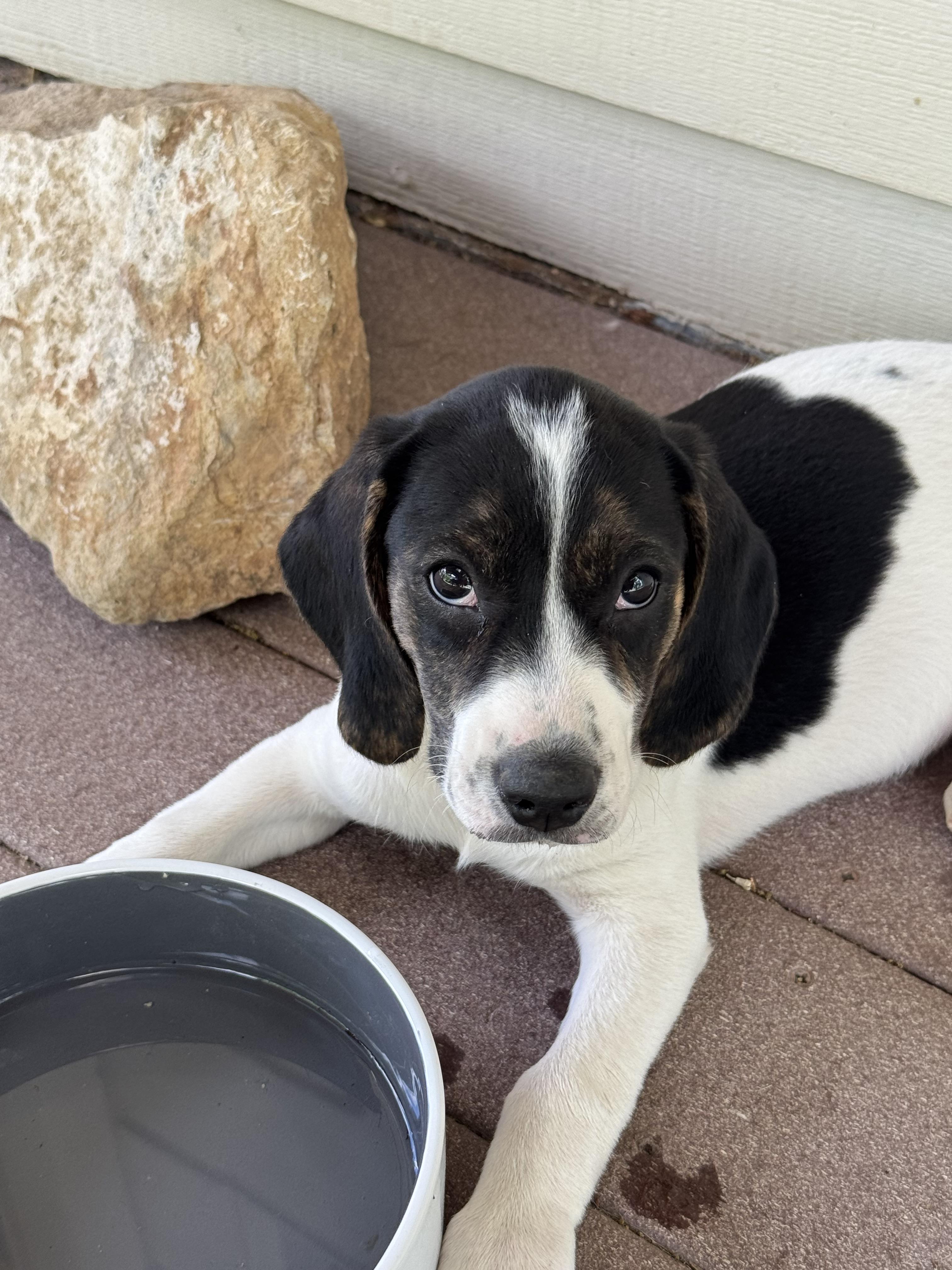Farrah, a ADOPTABLE mixed breed in Colorado Springs, CO image 2/2