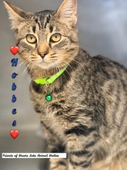 Hobbes, adopted, Young Male Tabby.