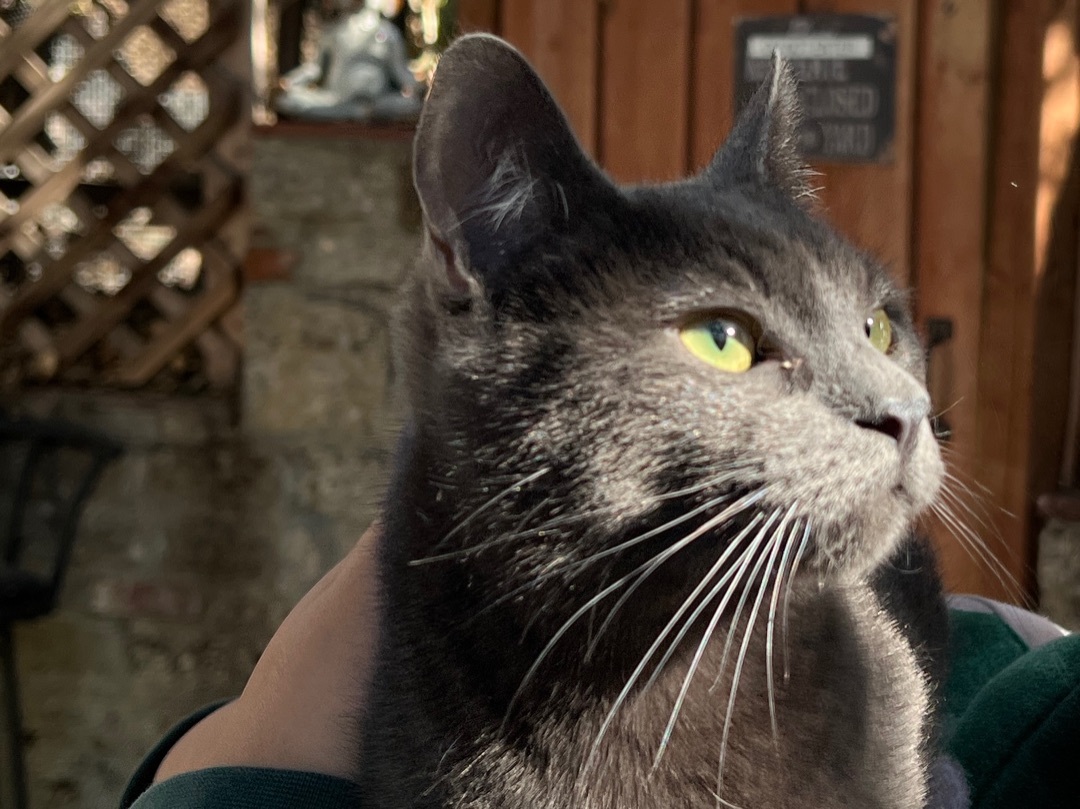 Merlot, Adoptable, Adult Female Domestic Short Hair.