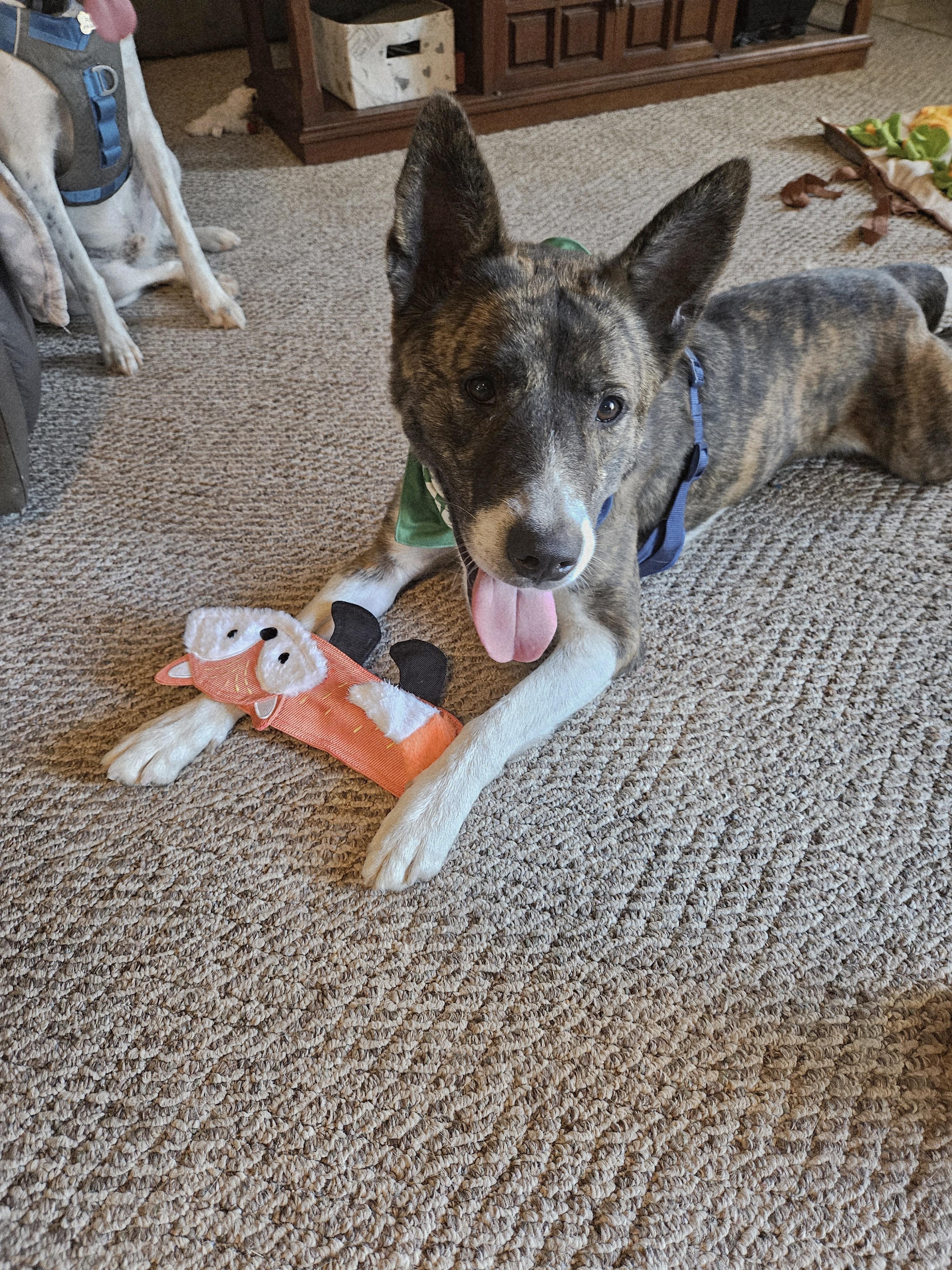 Barley, a Adoptable mixed breed in Sacramento, CA image 1/6