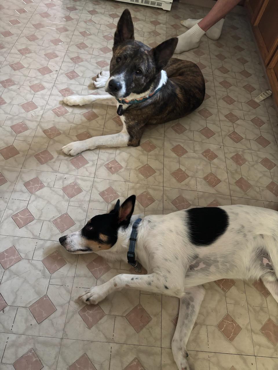 Barley, a Adoptable mixed breed in Sacramento, CA image 3/6