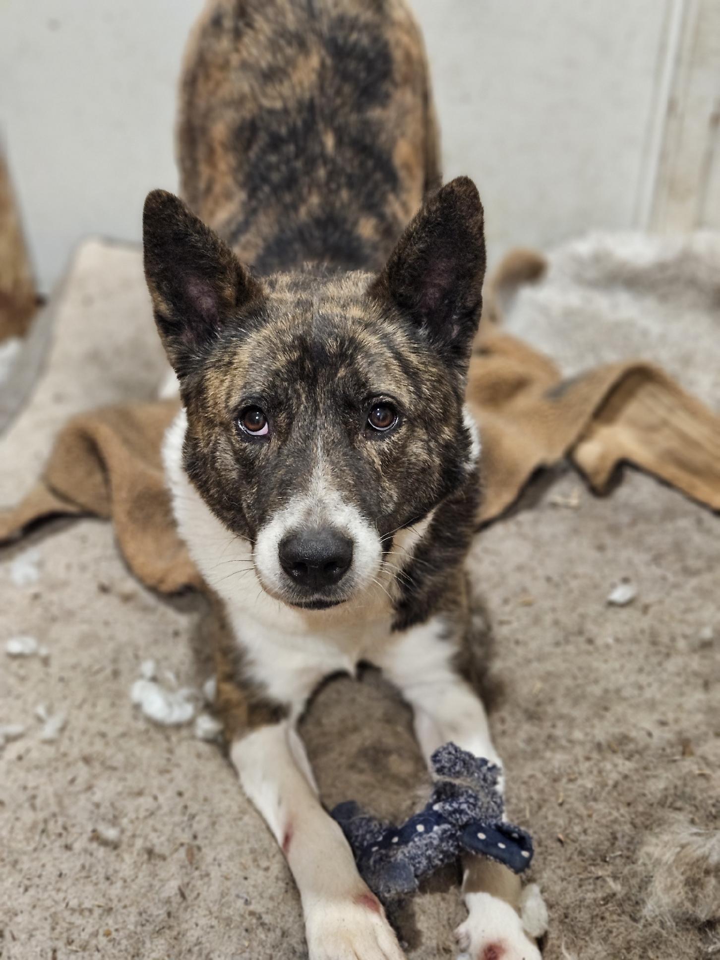 Enlarge Barley, a Adoptable mixed breed in Tarpon Springs, FL image 1/6