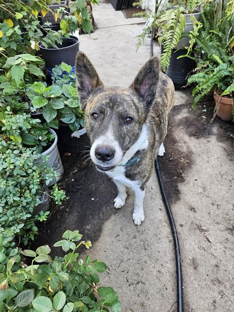 Barley, a Adoptable mixed breed in Sacramento, CA image 2/6