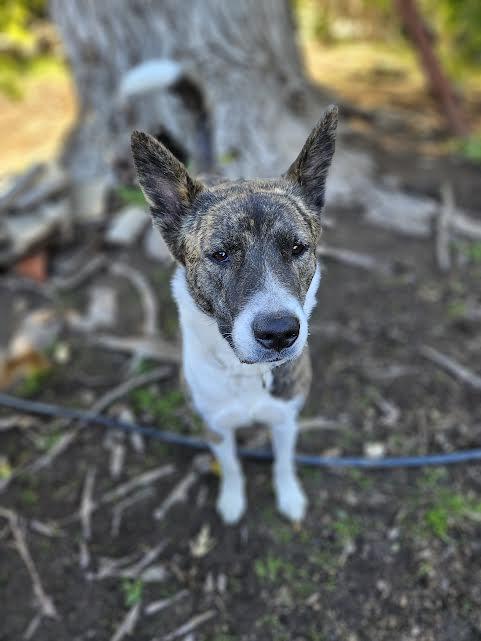 Barley, a Adoptable mixed breed in Sacramento, CA image 6/6