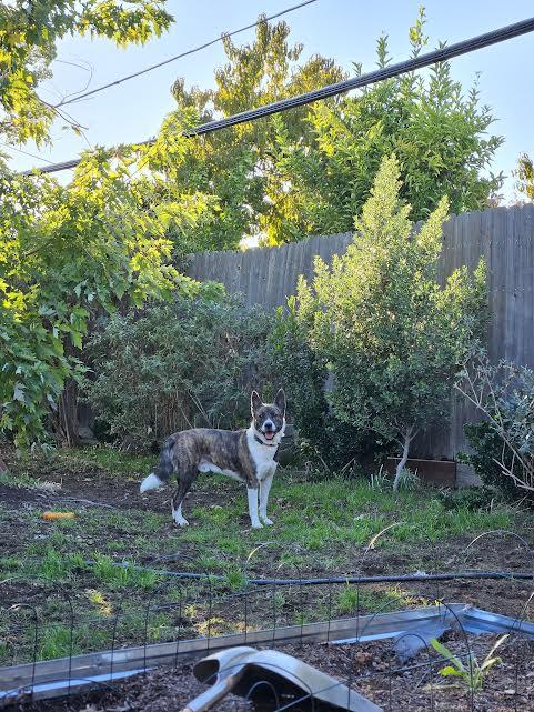 Barley, a Adoptable mixed breed in Sacramento, CA image 5/6