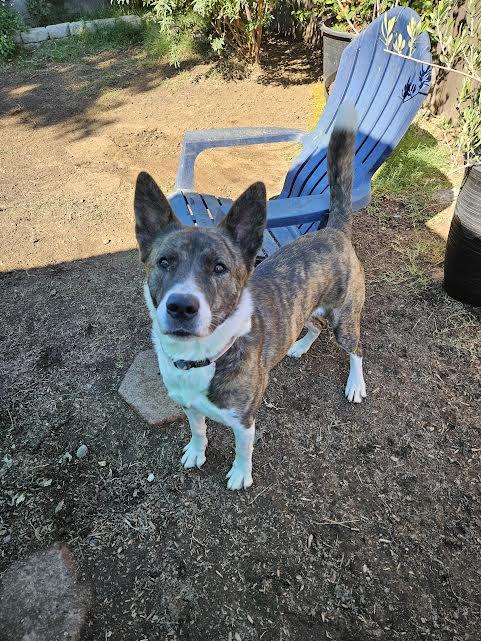 Barley, a Adoptable mixed breed in Sacramento, CA image 4/6
