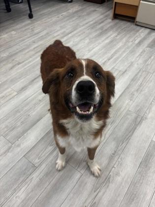 Cujo, Adoptable, Adult Male Australian Shepherd & Mixed Breed.
